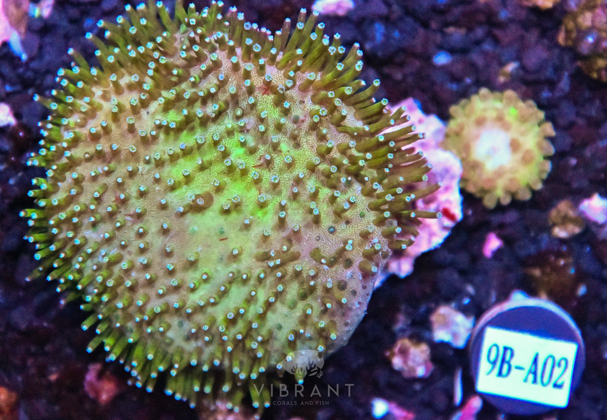 Toadstool INDO W