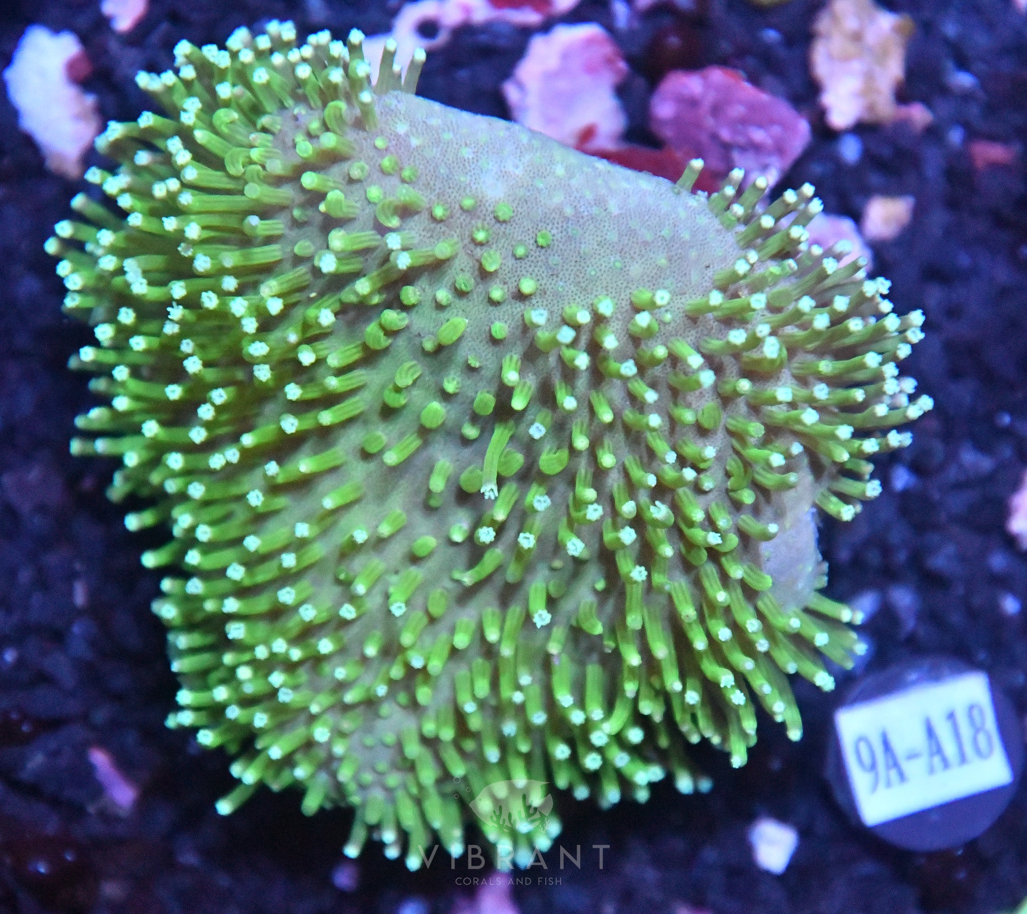 Toadstool INDO W