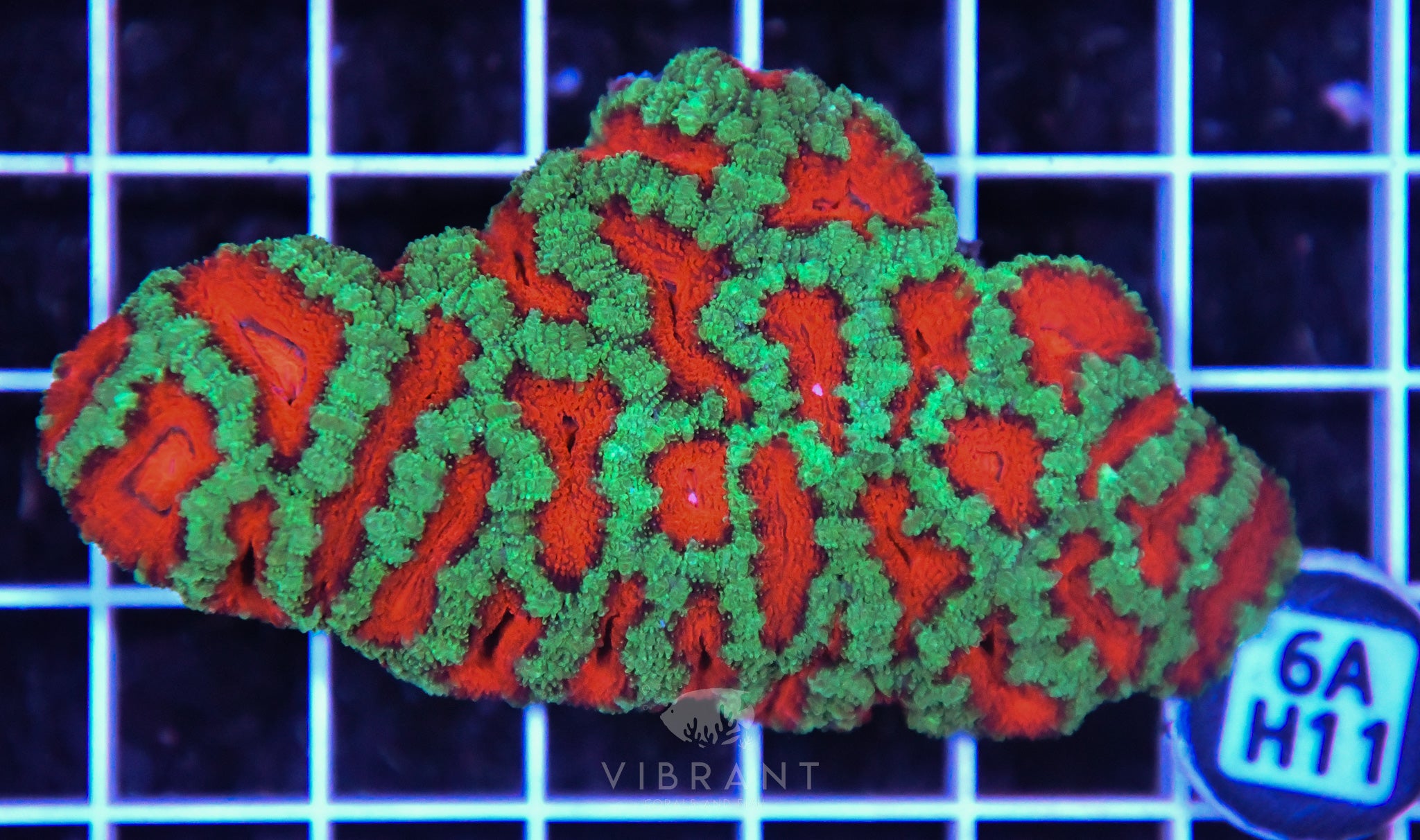 Acan Lord AUS