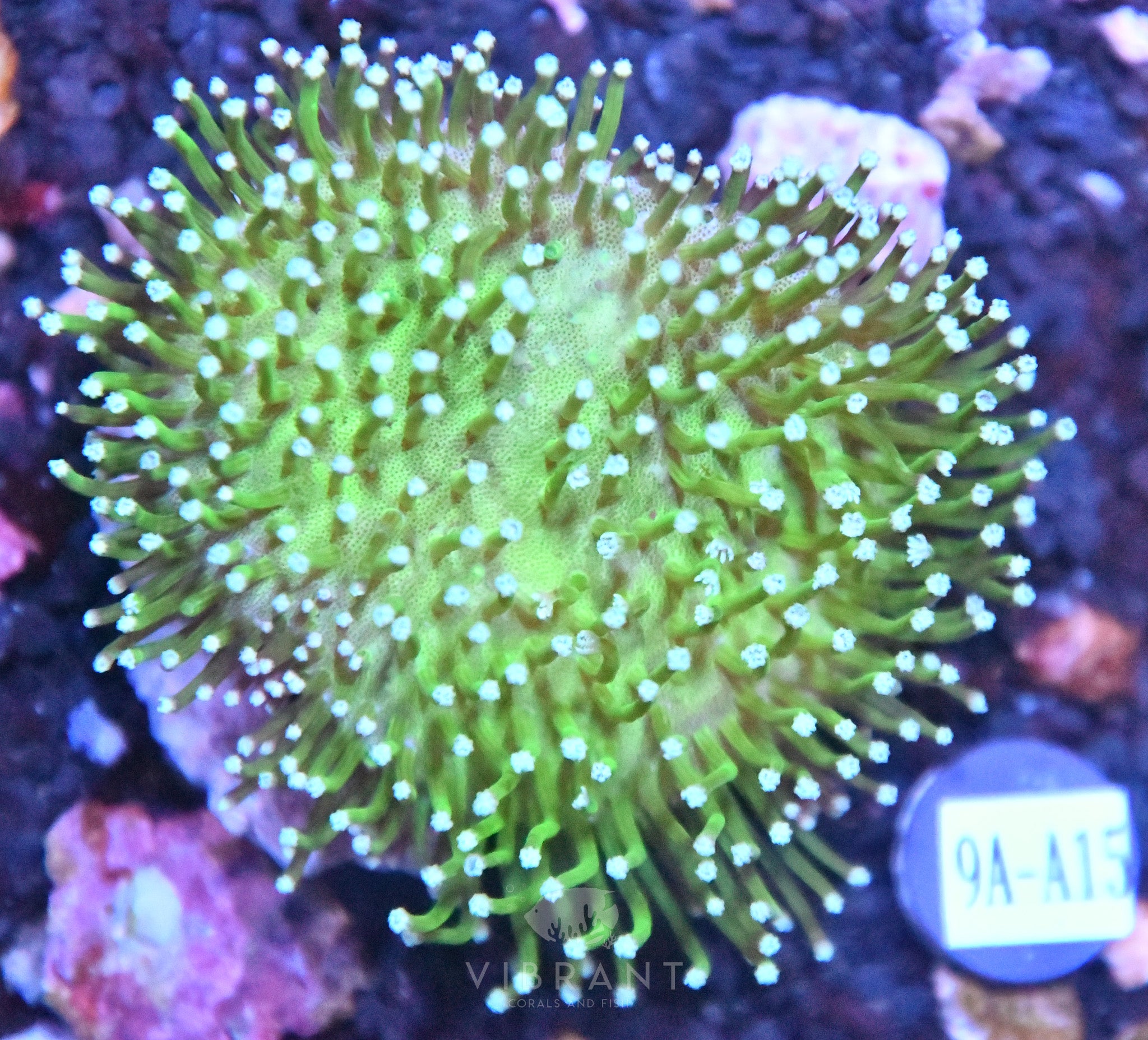 Toadstool INDO W