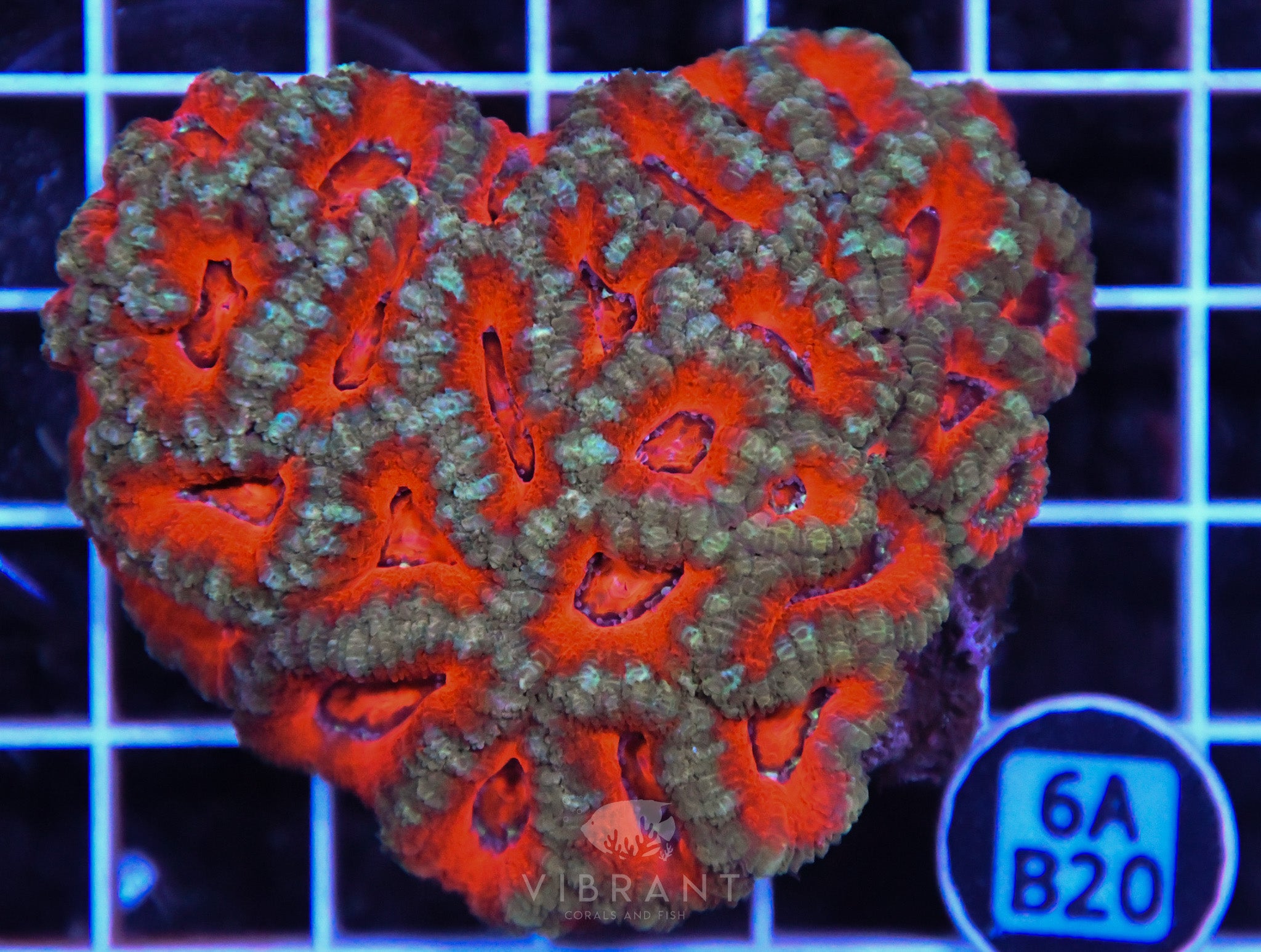 Acan Lord AUS