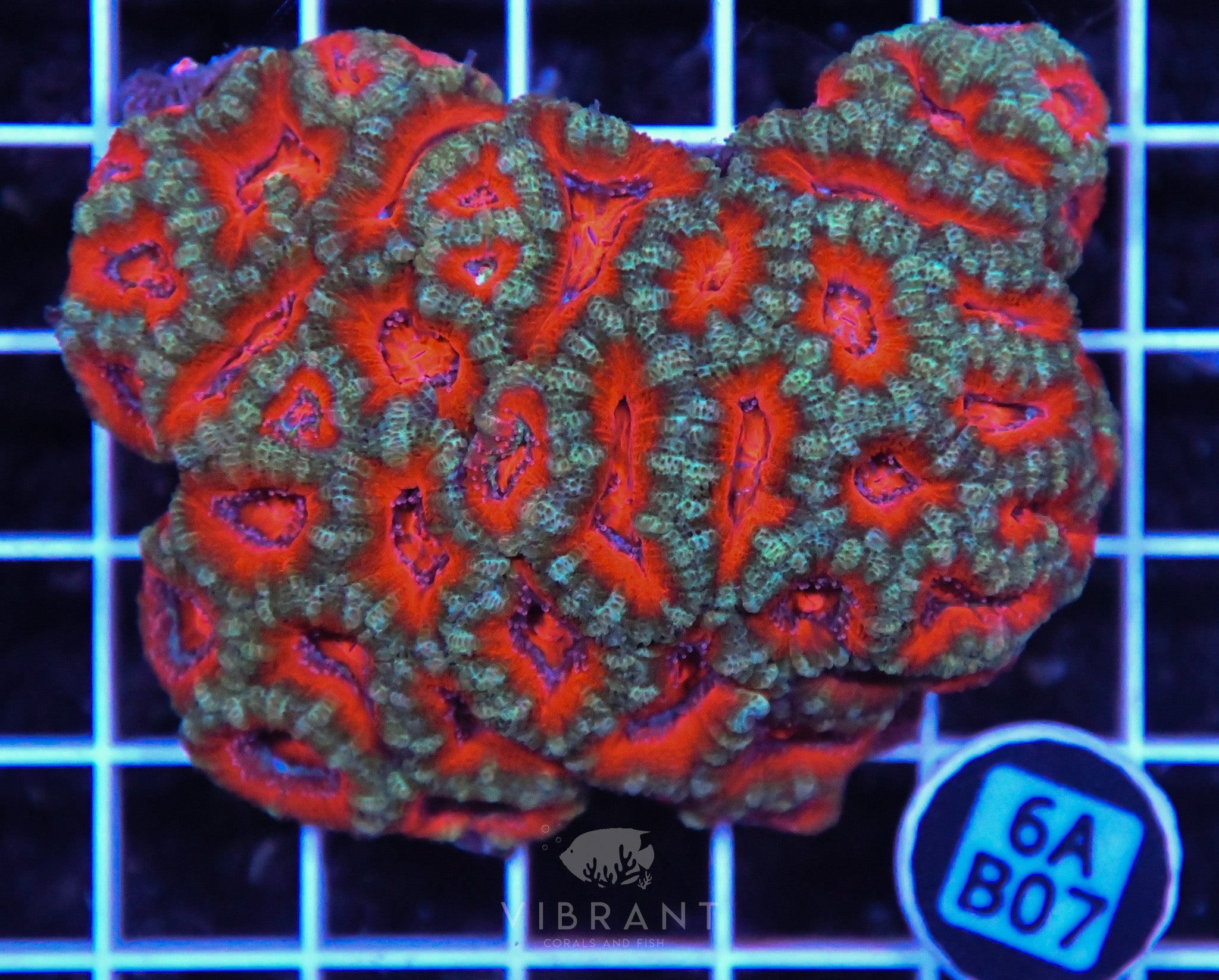 Acan Lord AUS
