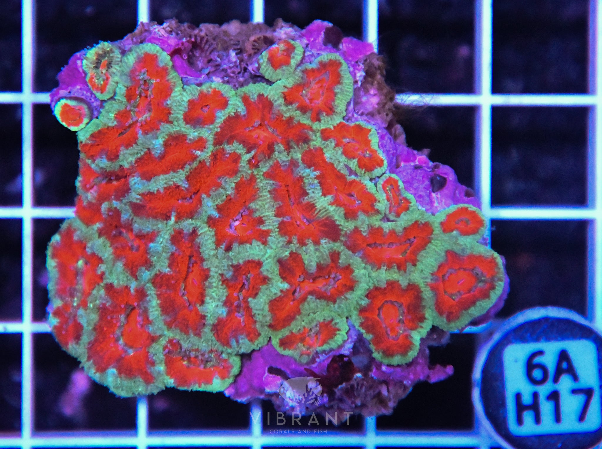 Acan Lord AUS