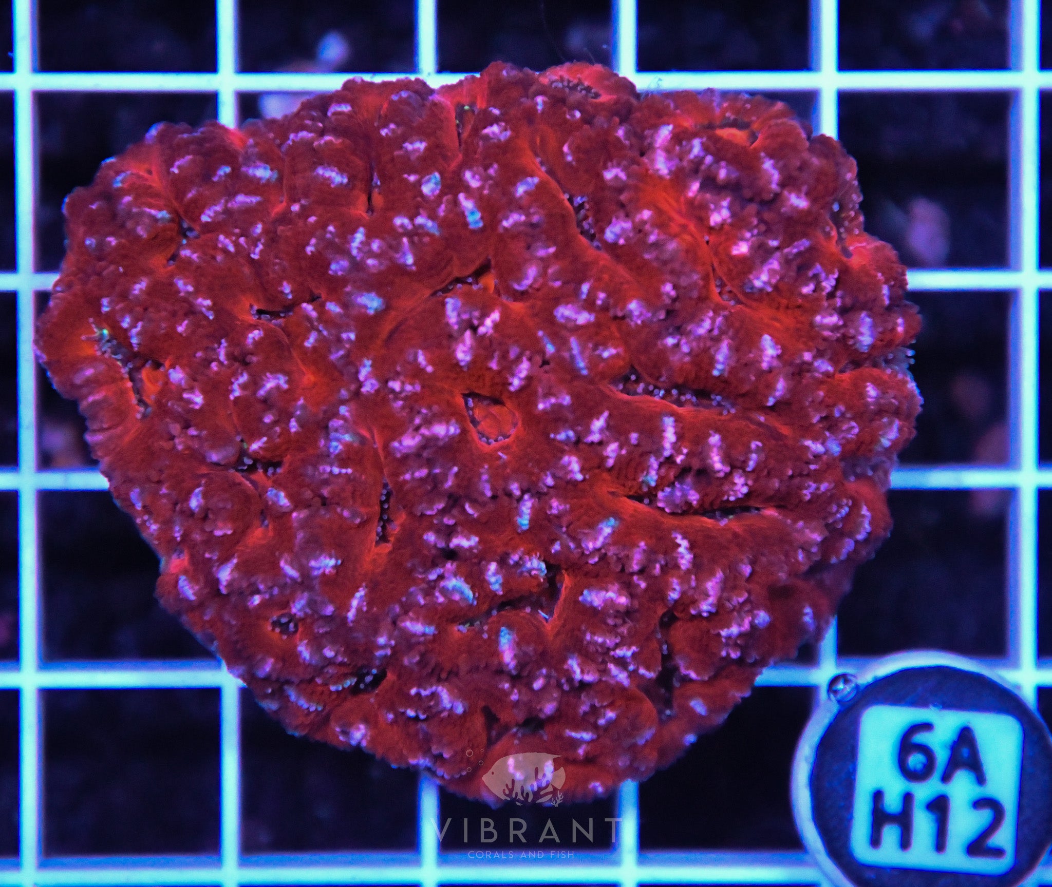 Acan Lord AUS