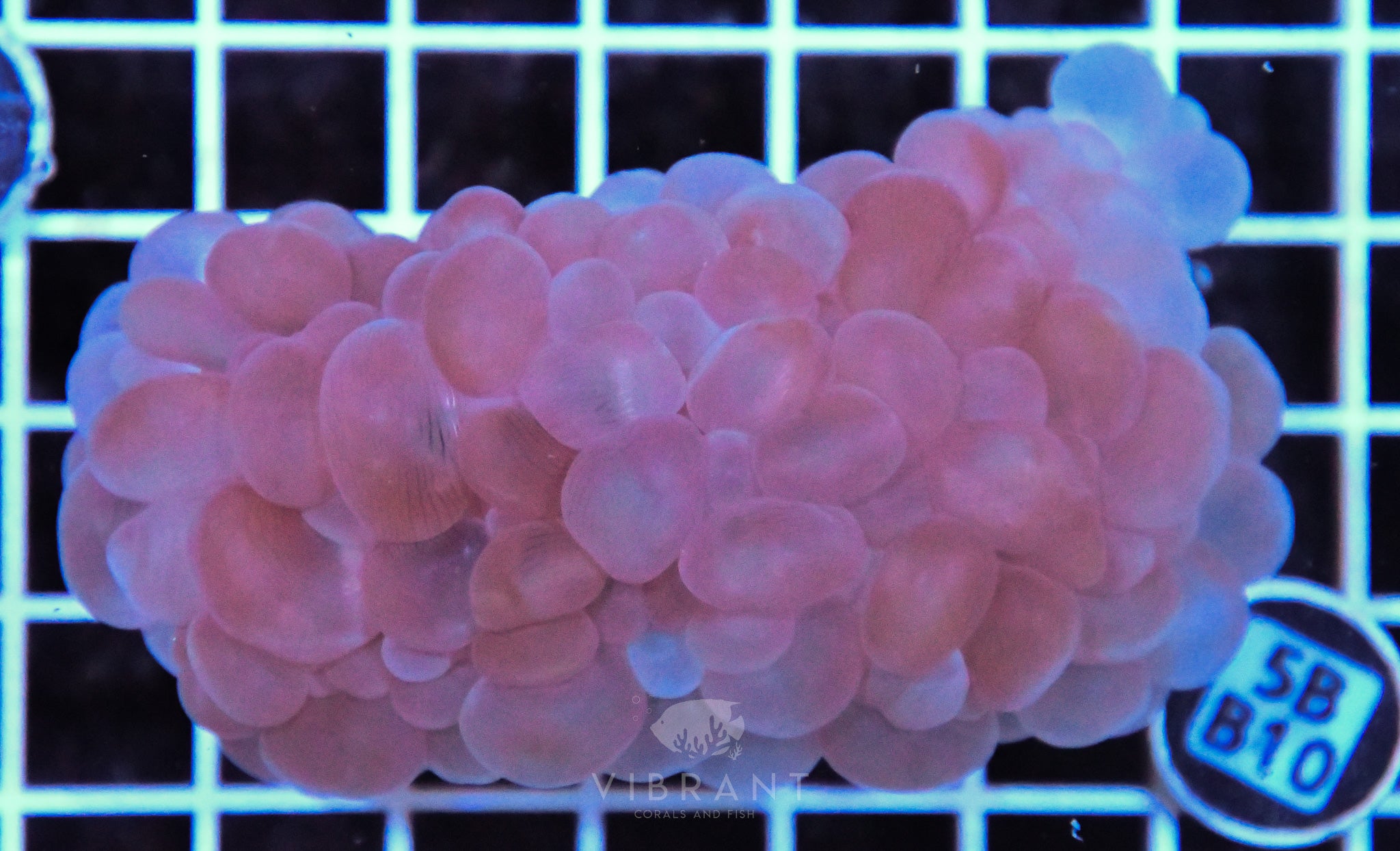 Bubble Coral AUS