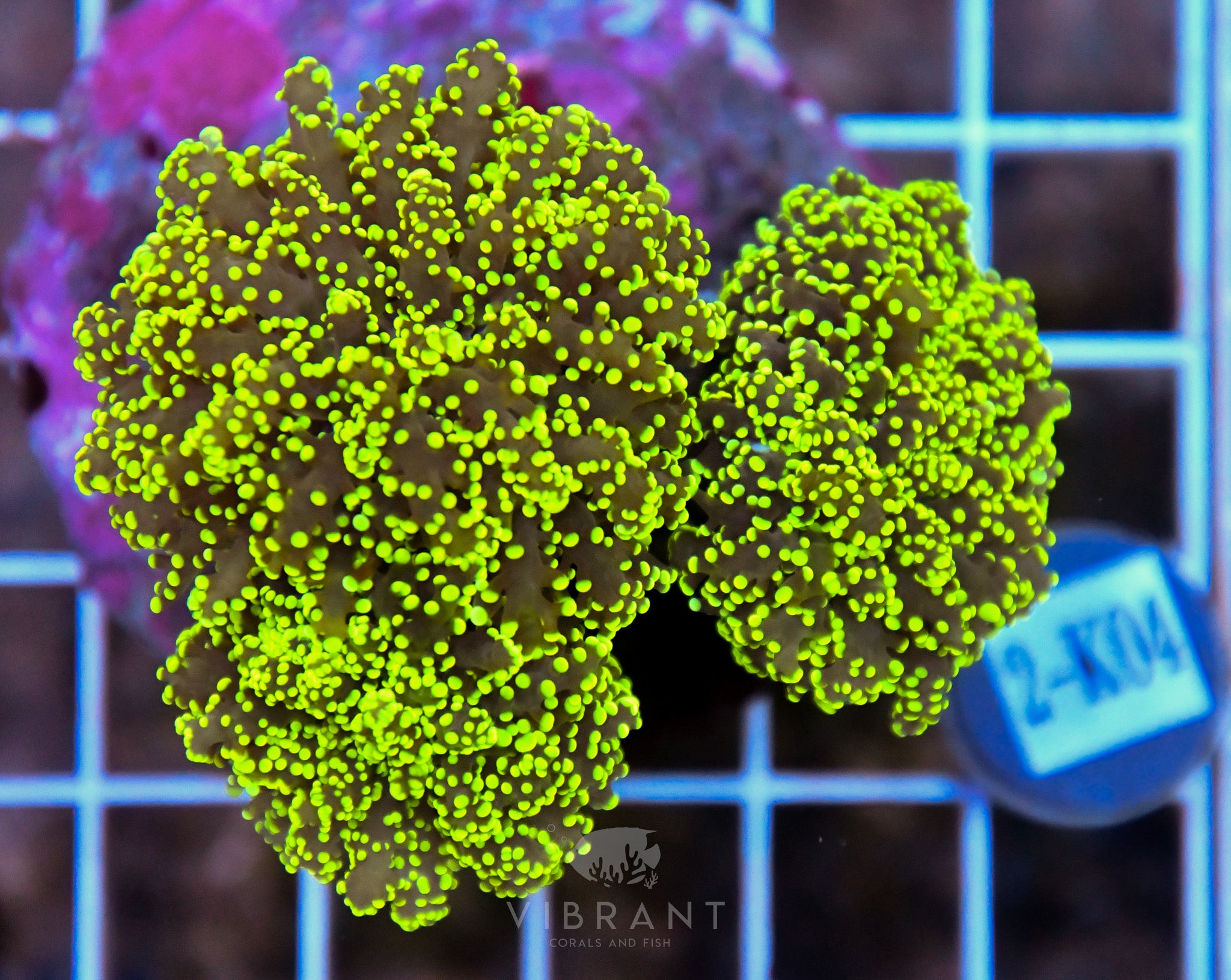 Yaeyamaensis Branching INDO