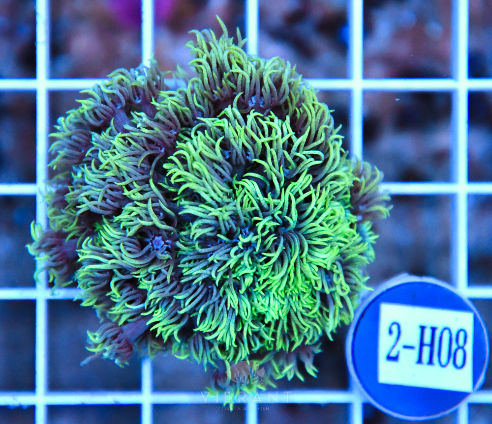 Goniopora AUS