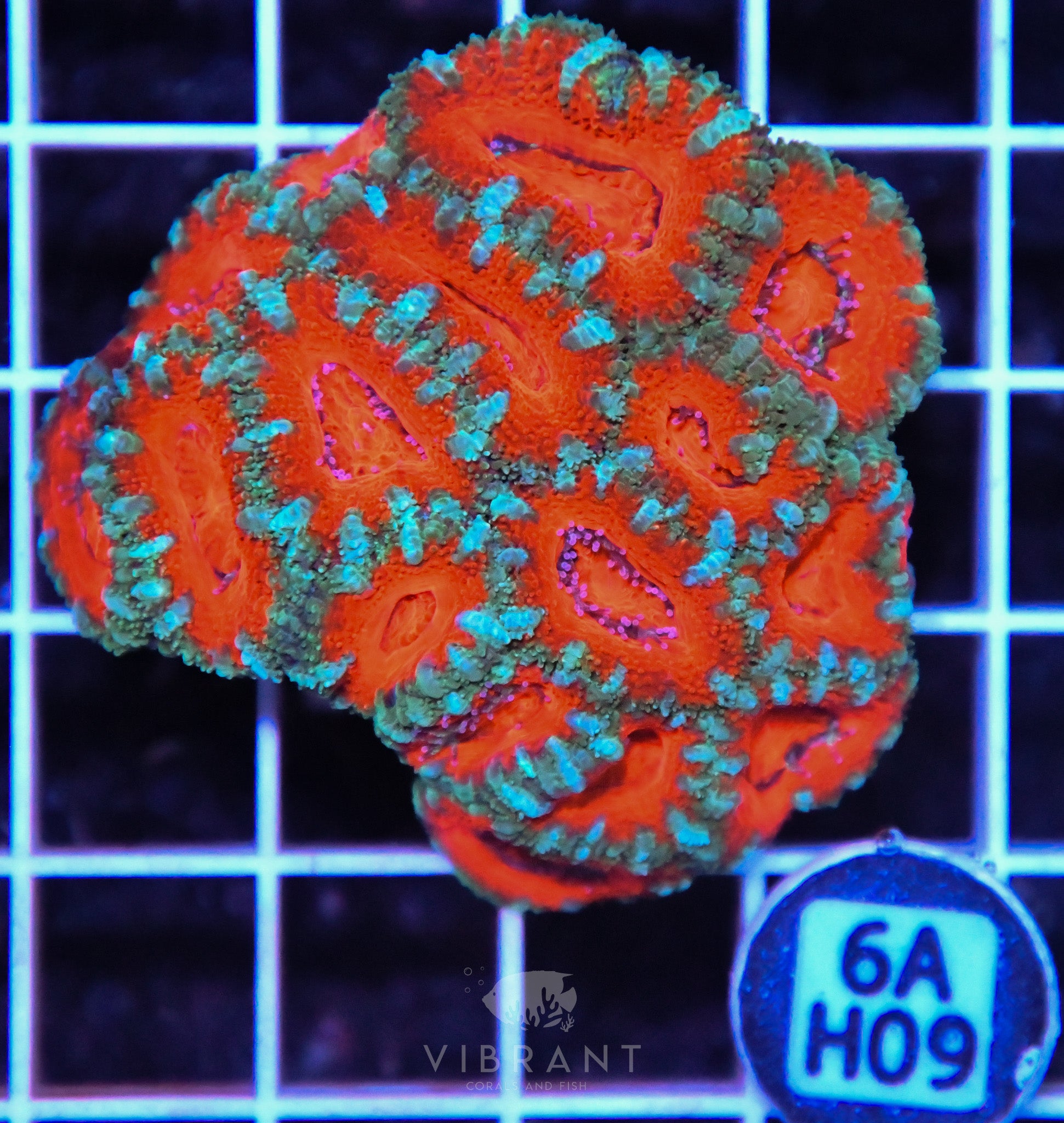 Acan Lord AUS