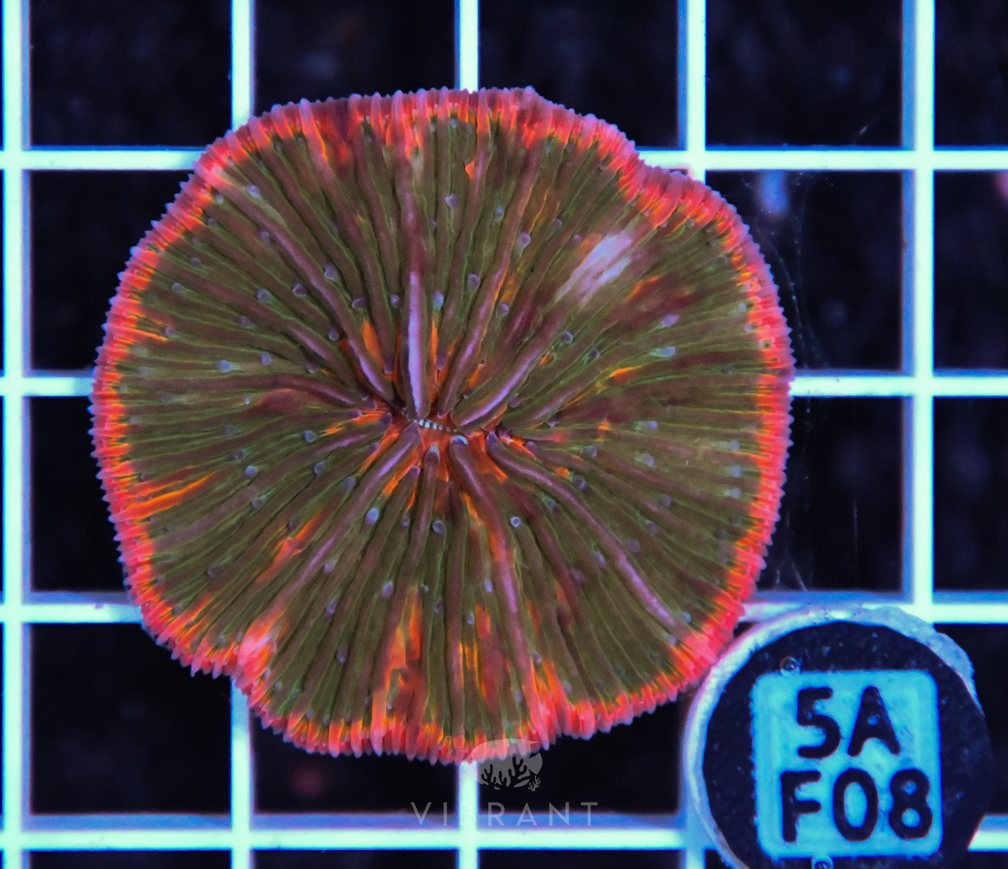 Fungia INDO W