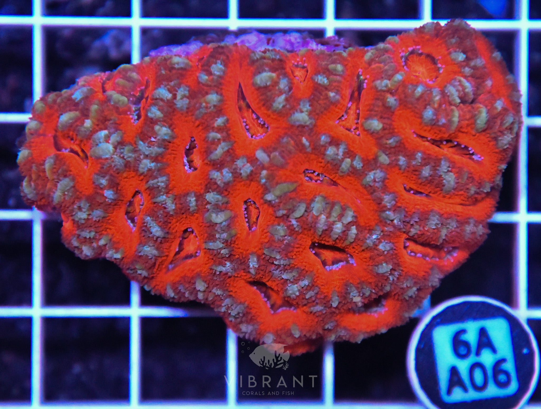Acan Lord AUS