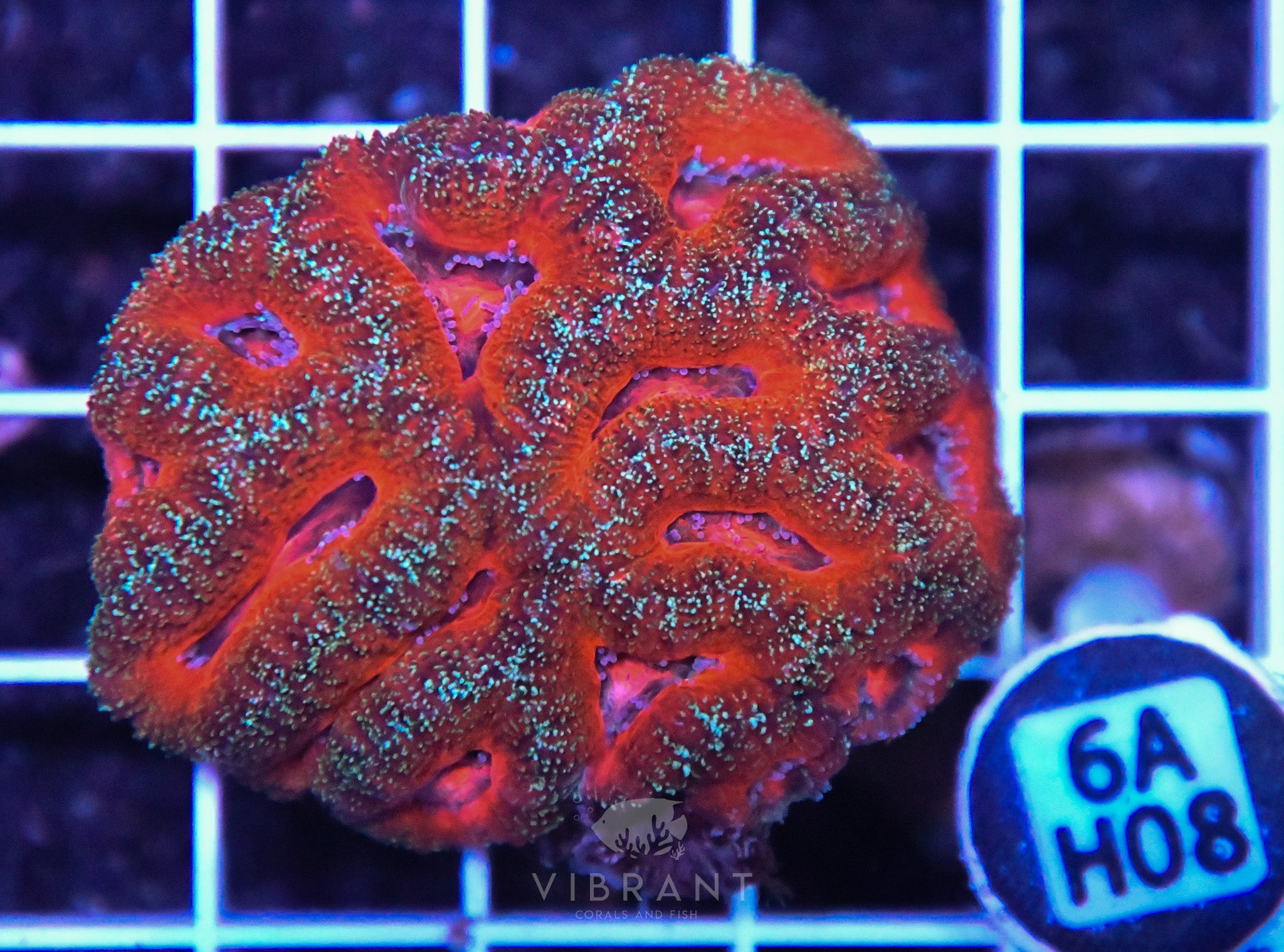 Acan Lord AUS