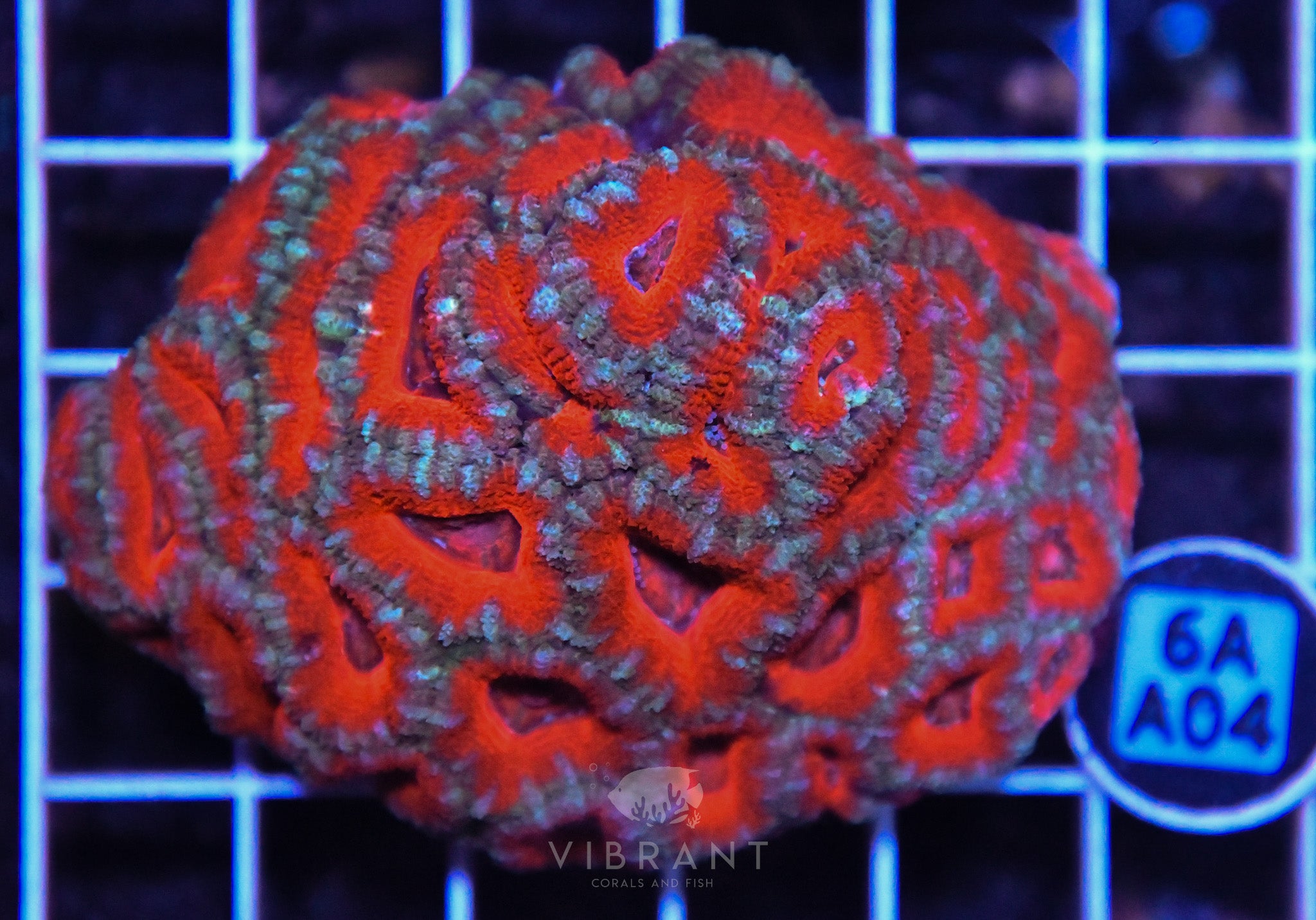 Acan Lord AUS