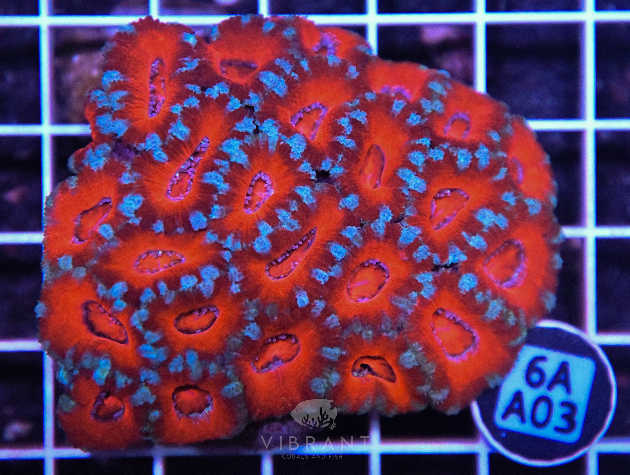 Acan Lord AUS
