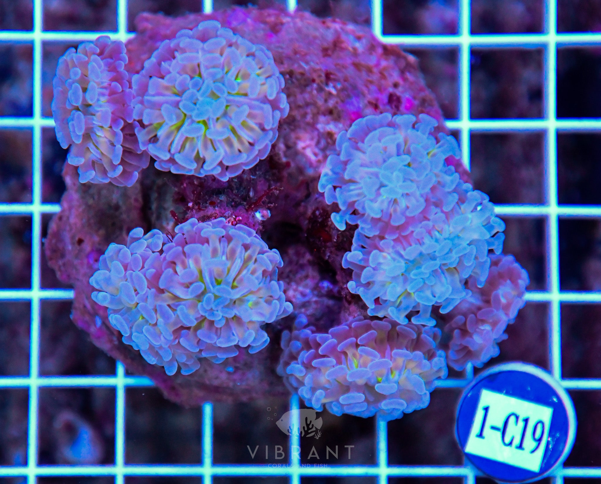Hammer Branching Ultra INDO