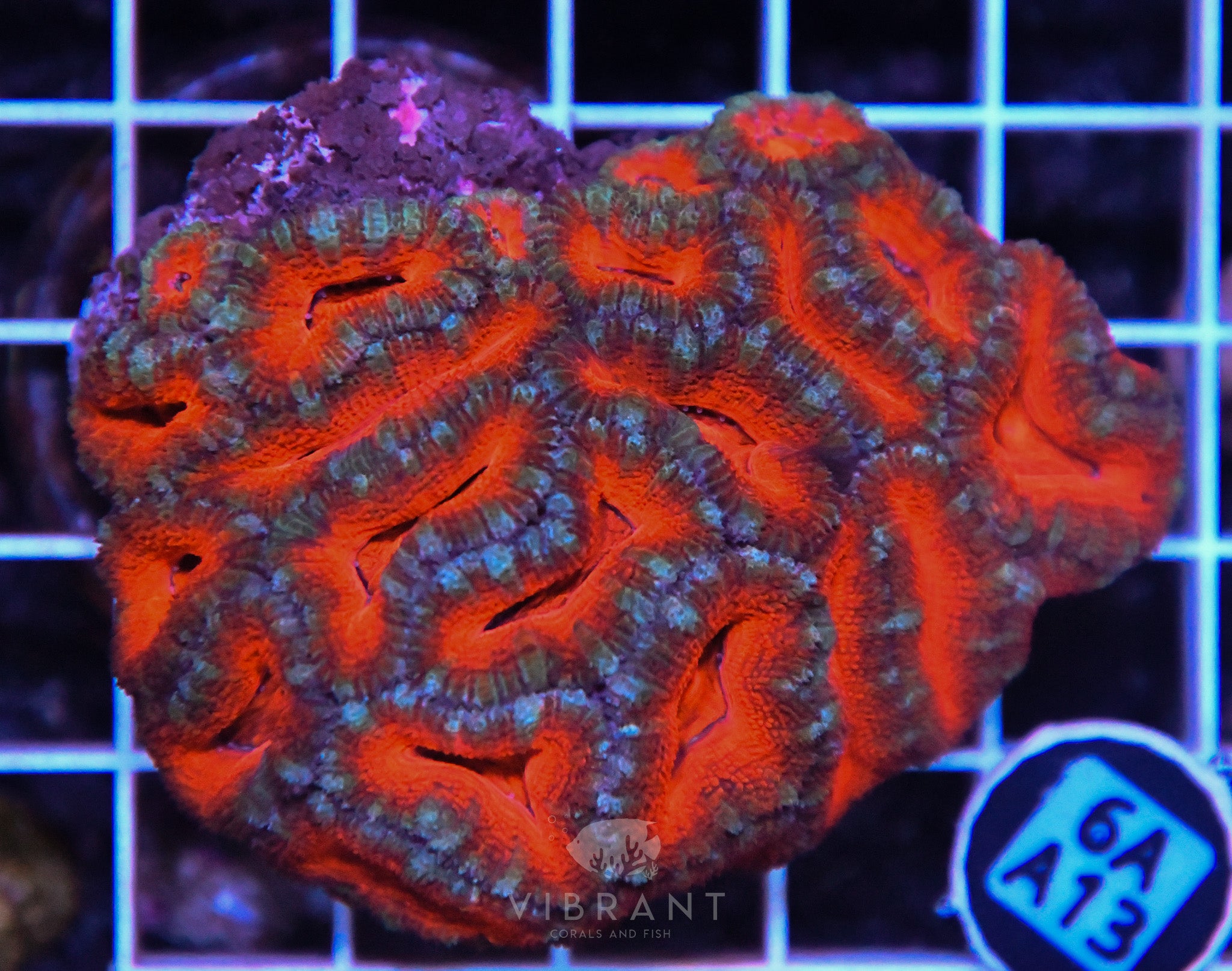 Acan Lord AUS