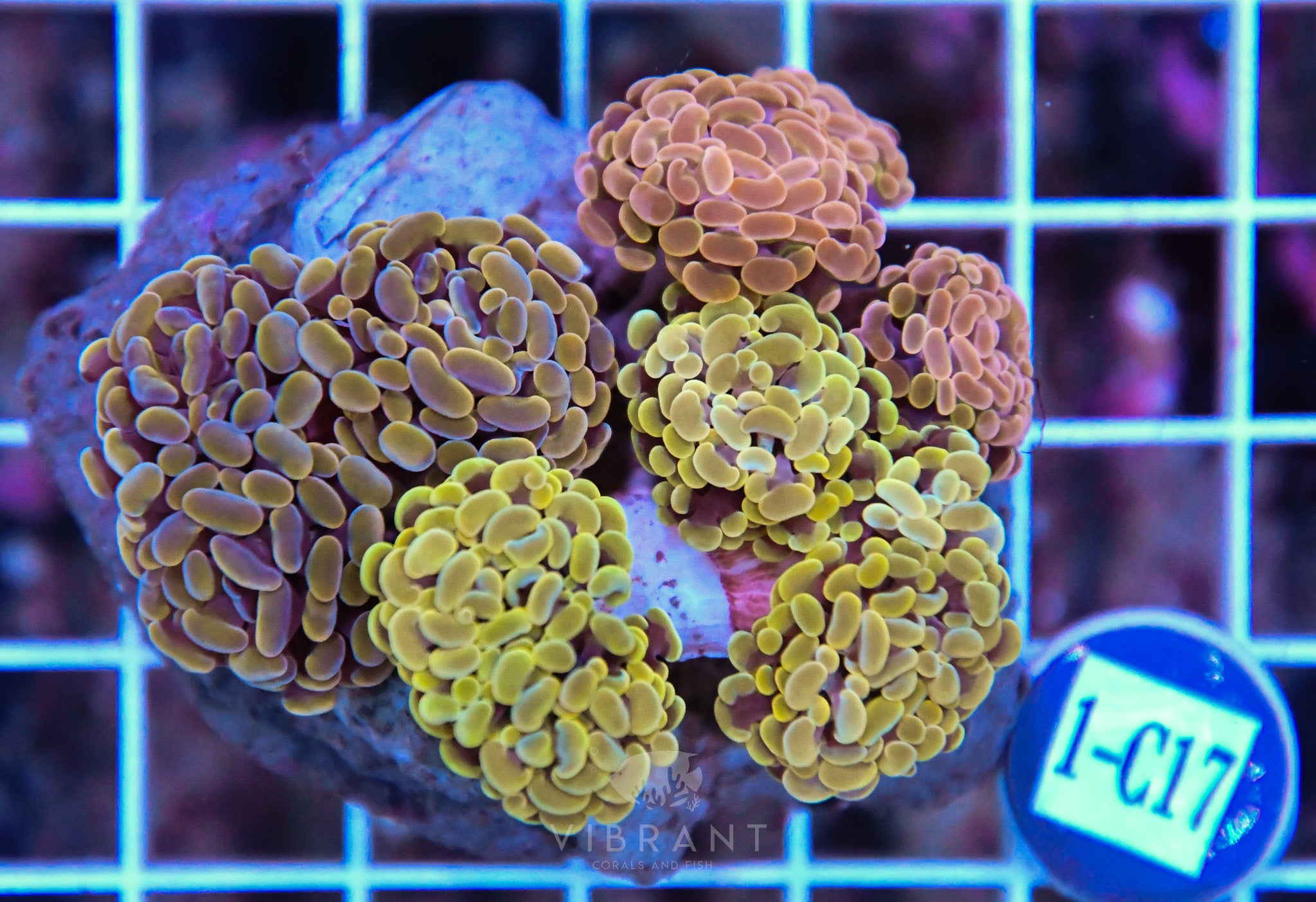Hammer Branching Ultra INDO