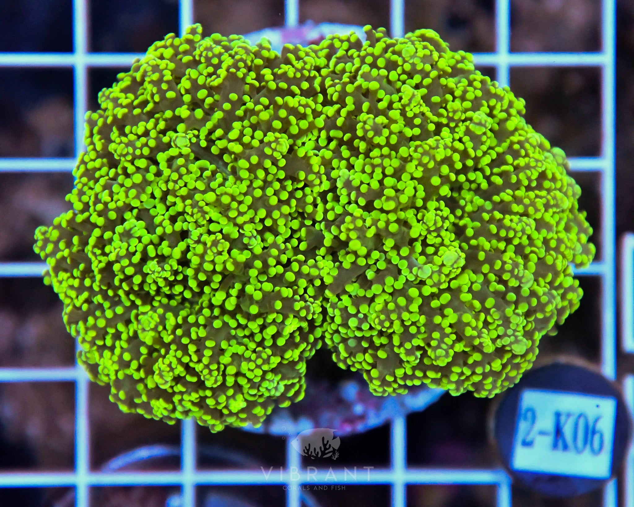 Yaeyamaensis Branching INDO