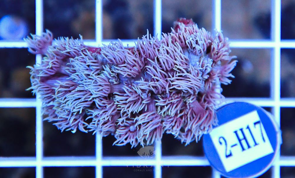 Goniopora AUS