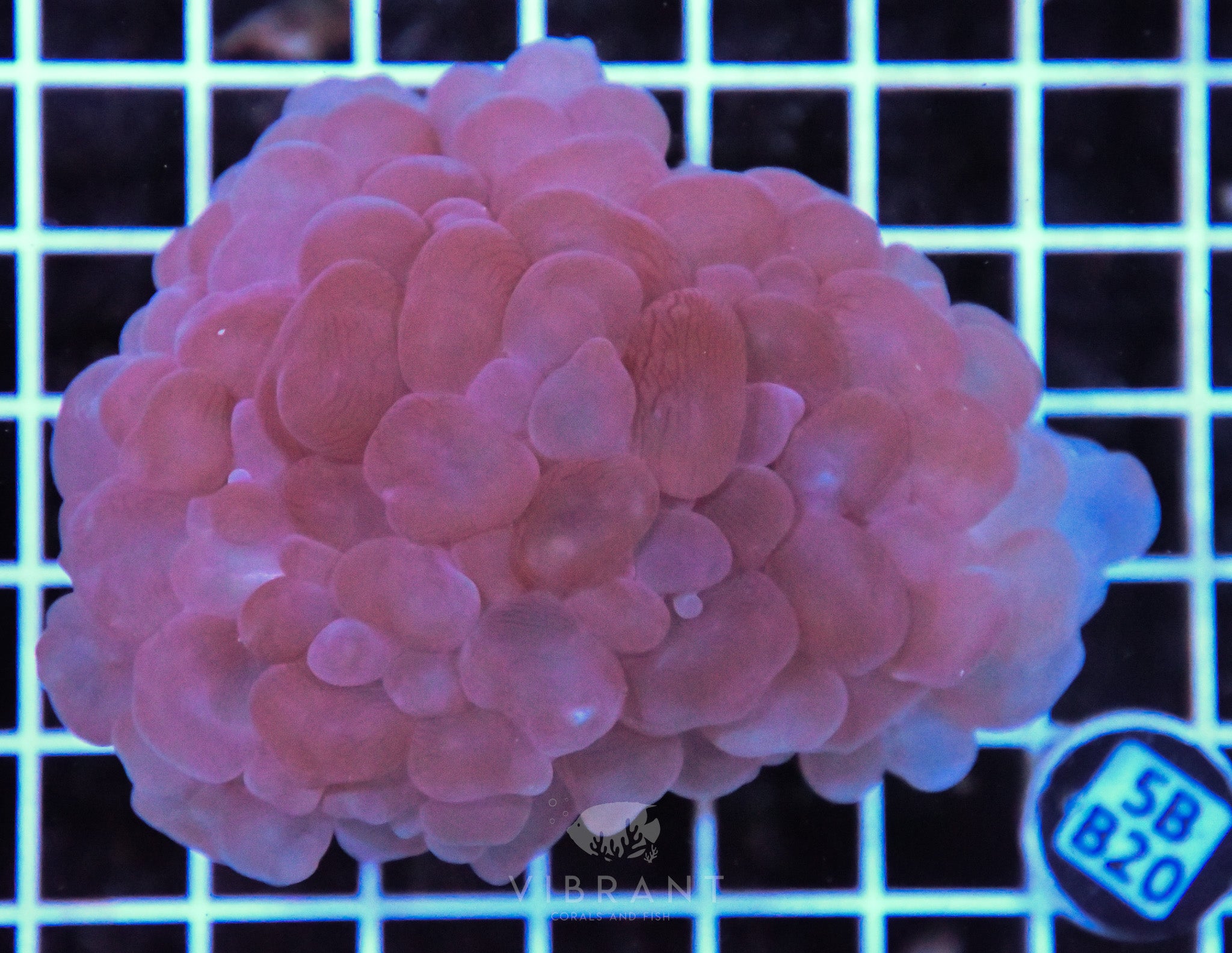 Bubble Coral AUS