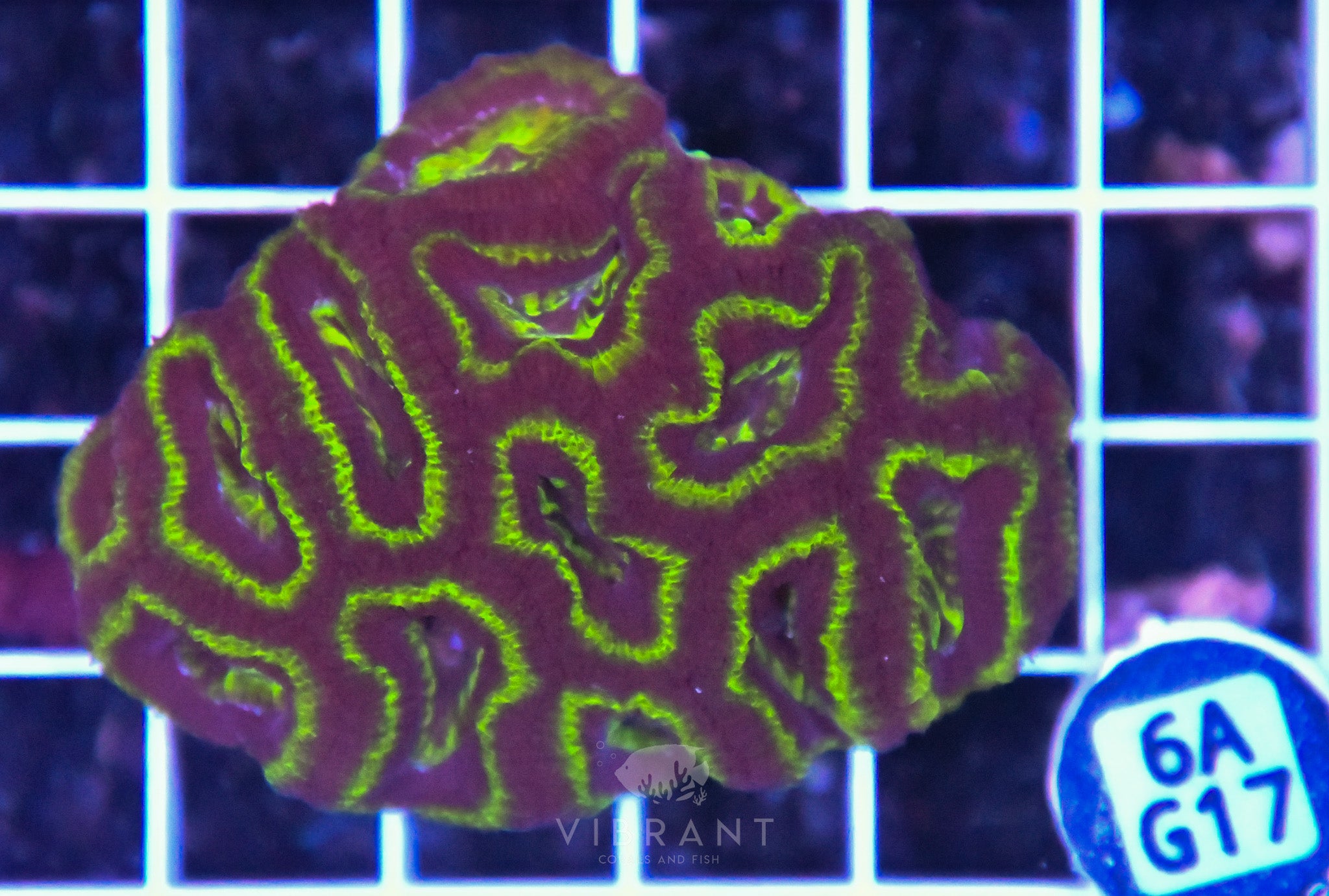 Acan Lord AUS