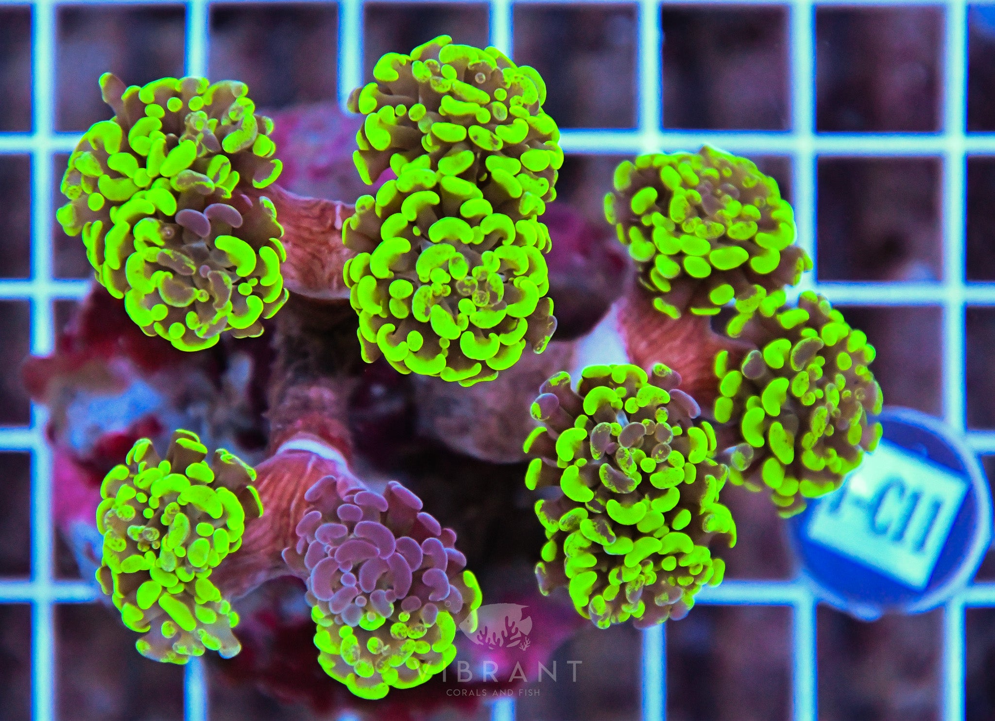 Hammer Branching Ultra INDO