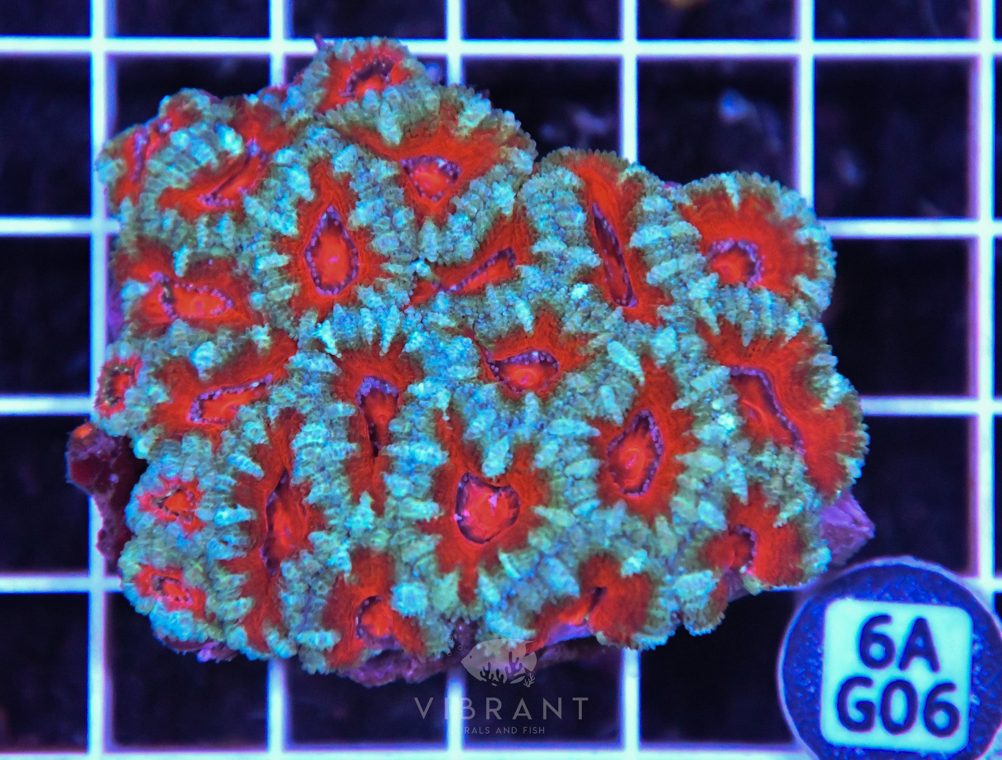 Acan Lord AUS