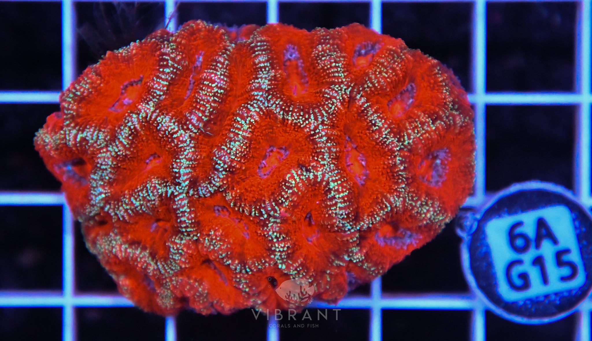 Acan Lord AUS