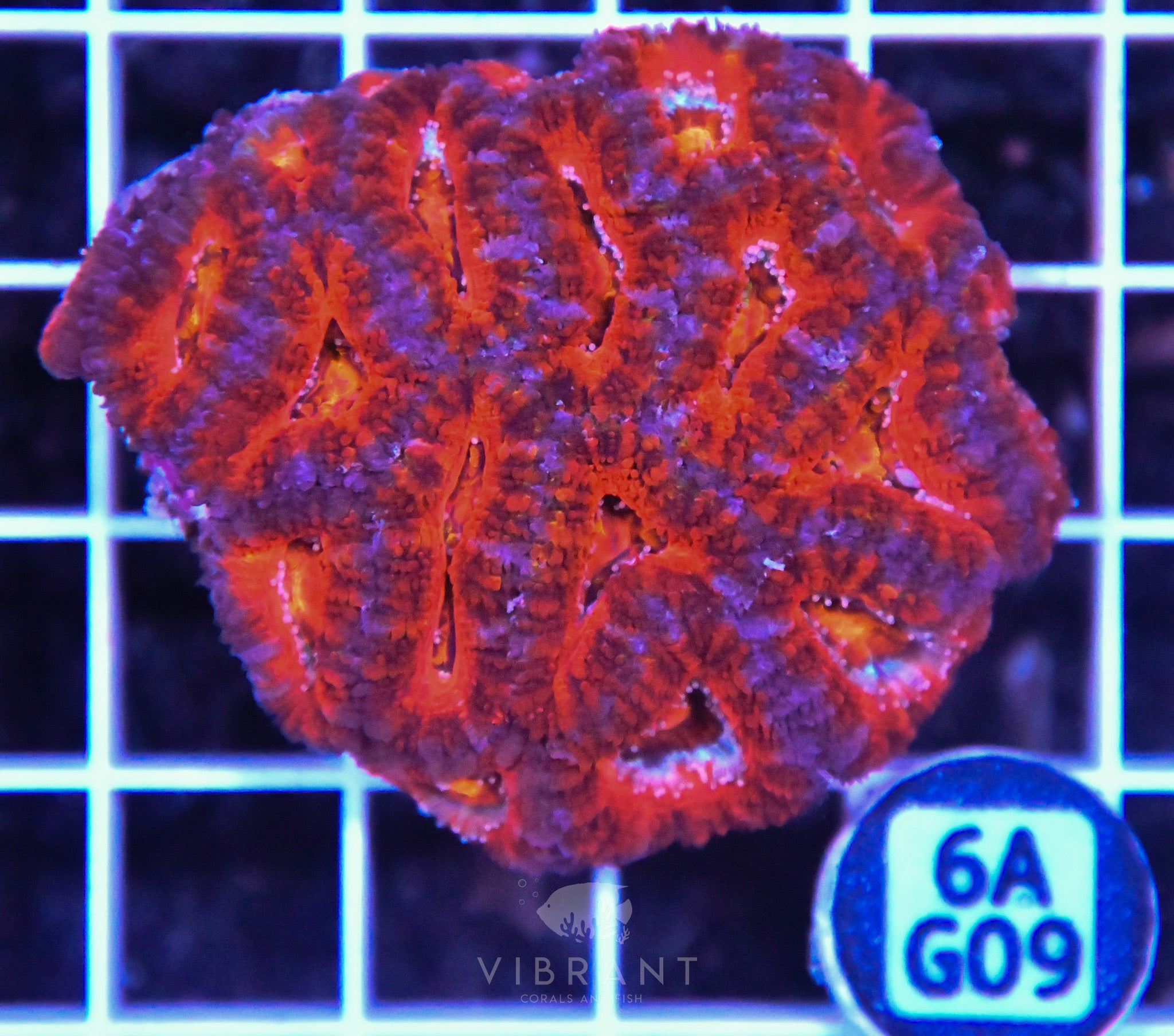 Acan Lord AUS