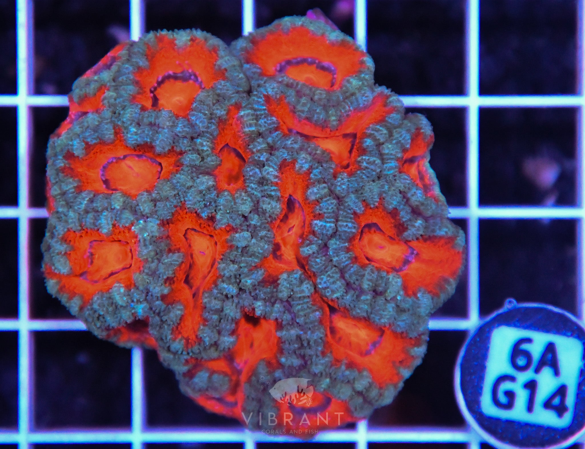 Acan Lord AUS