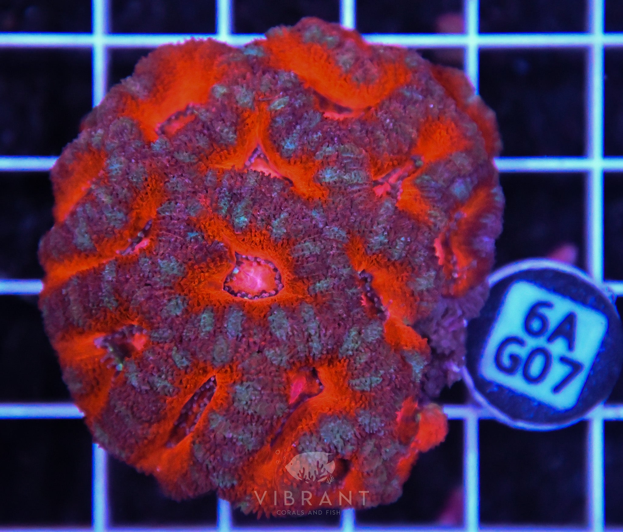 Acan Lord AUS