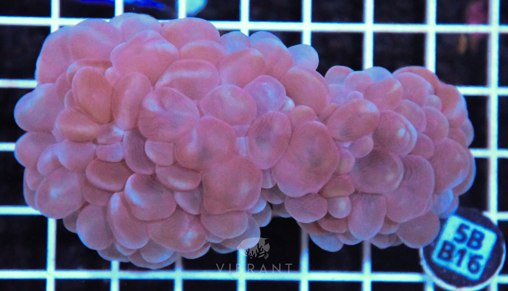 Bubble Coral AUS