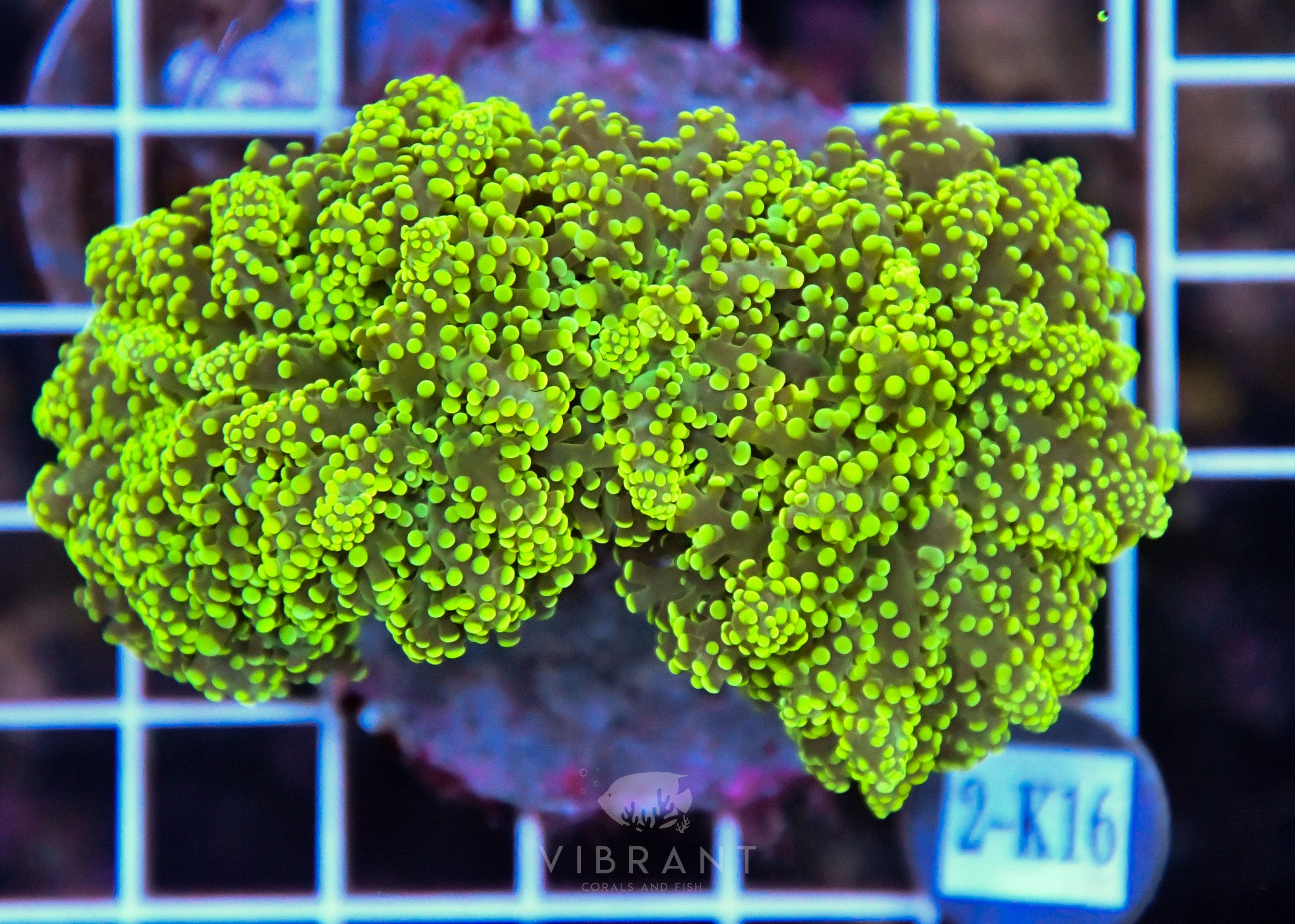 Yaeyamaensis Branching INDO