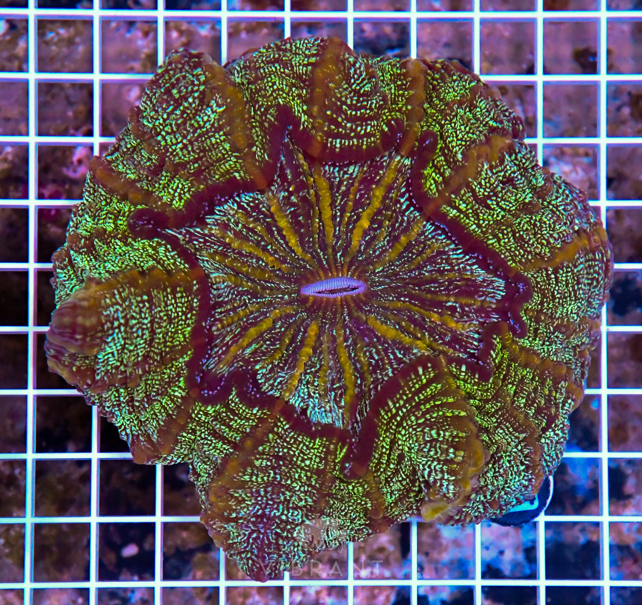 Acanthophyllia INDO W