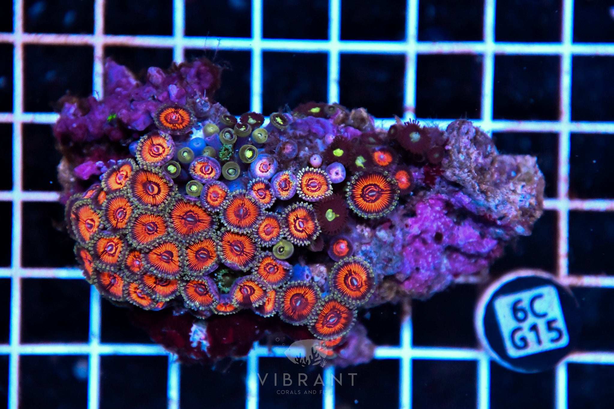 Zoa INDO W