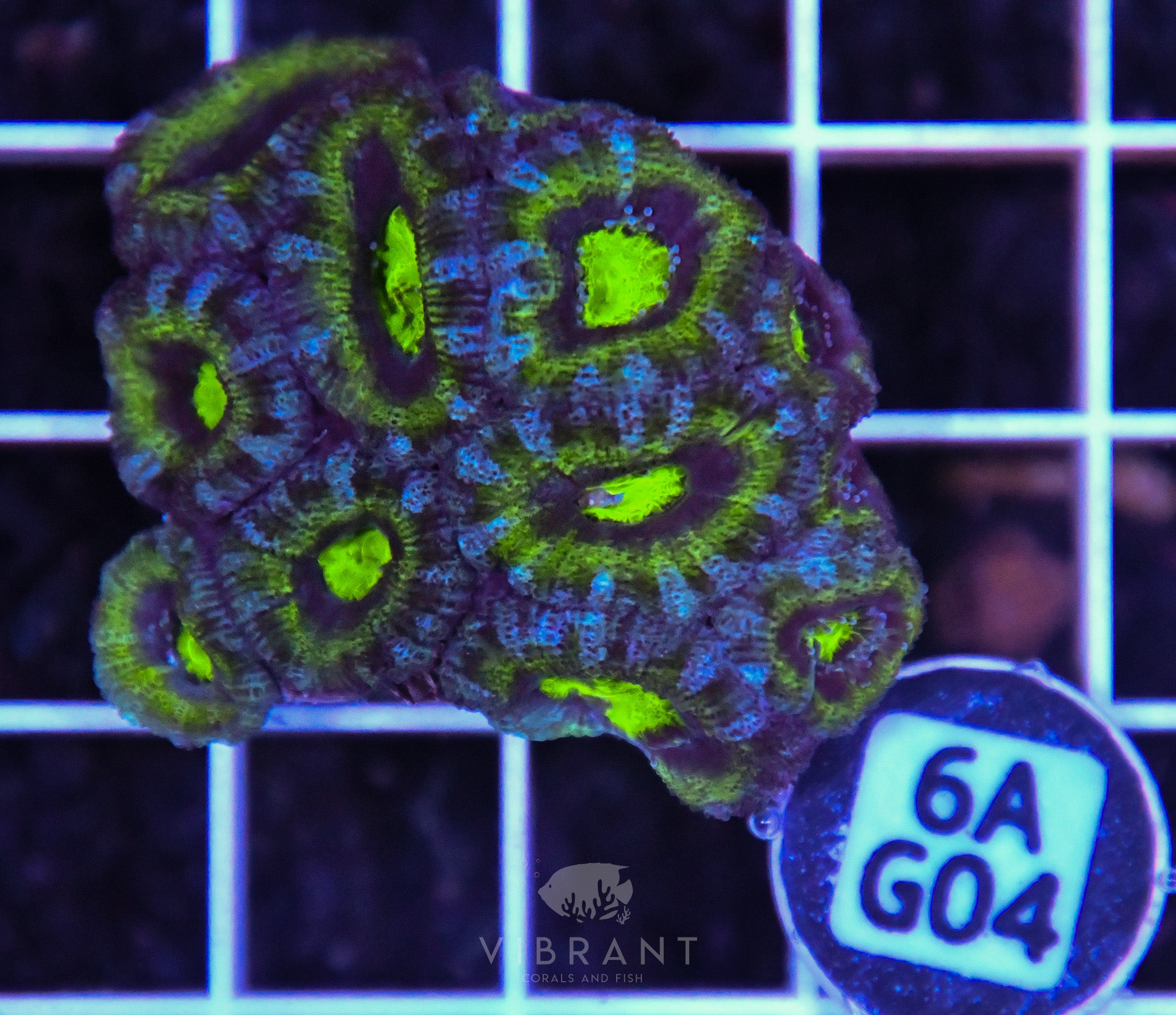 Acan Lord AUS