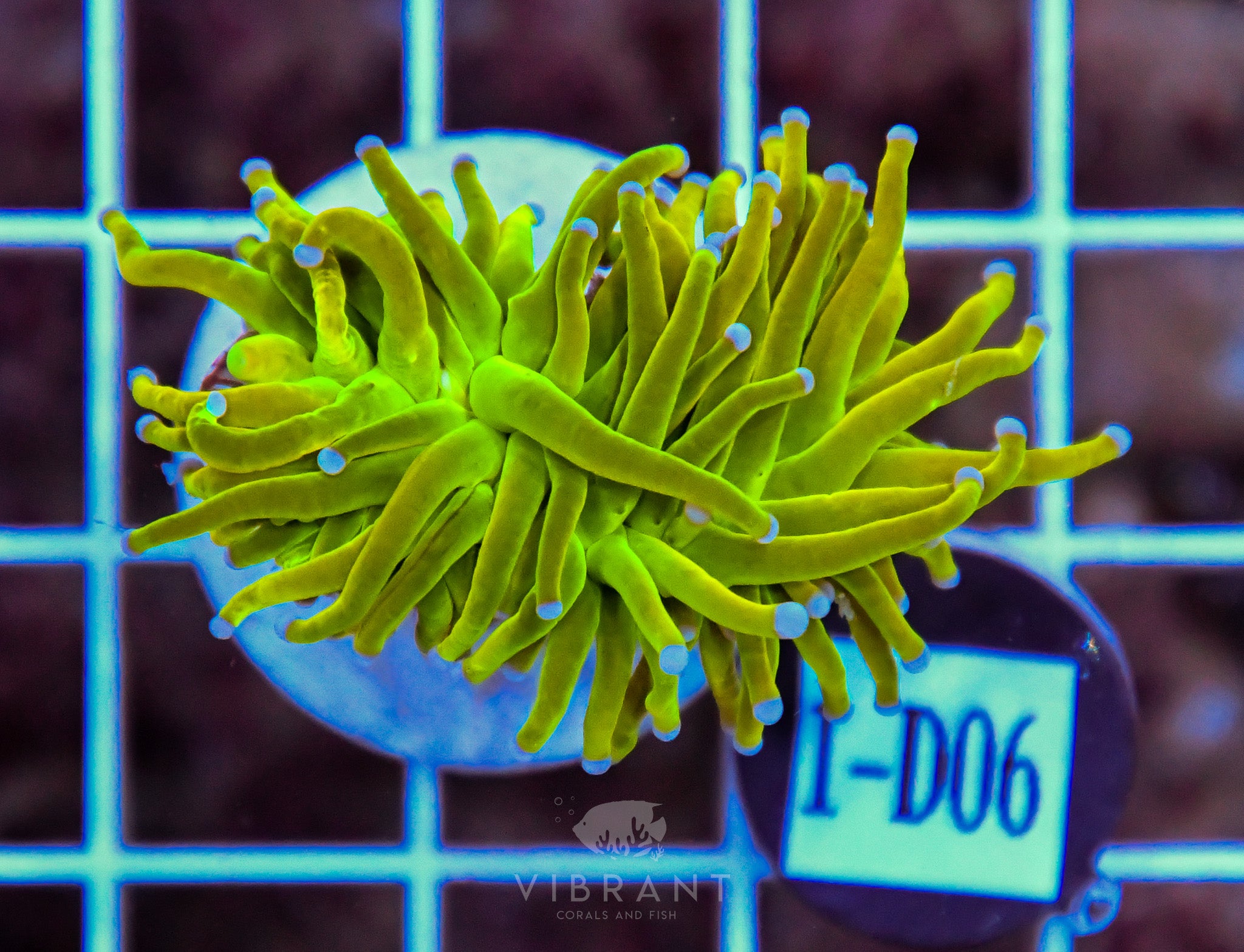 Torch Holy Grail Ultra INDO W