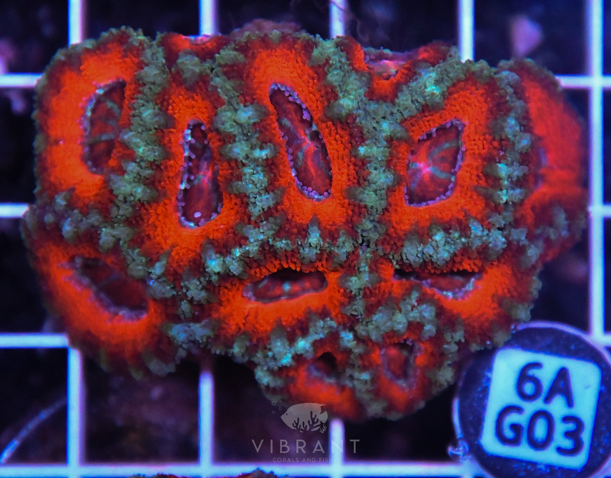 Acan Lord AUS
