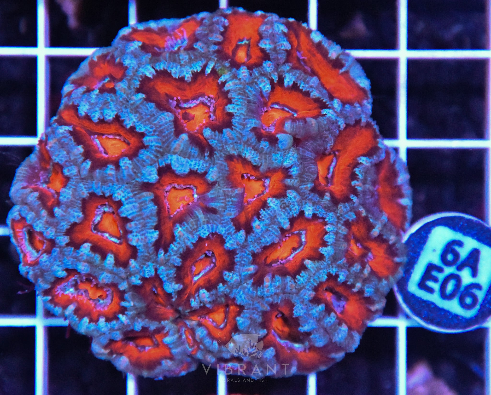 Acan Lord AUS