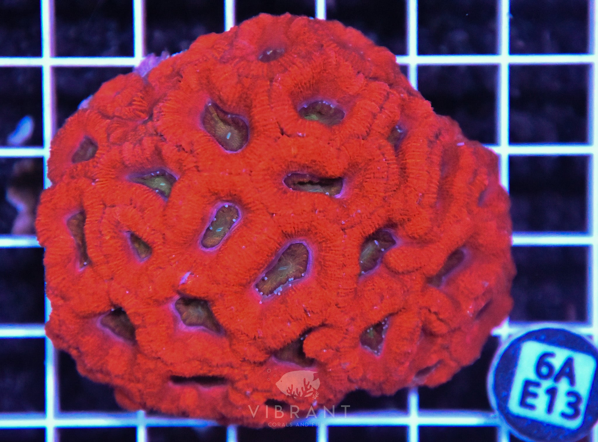 Acan Lord AUS
