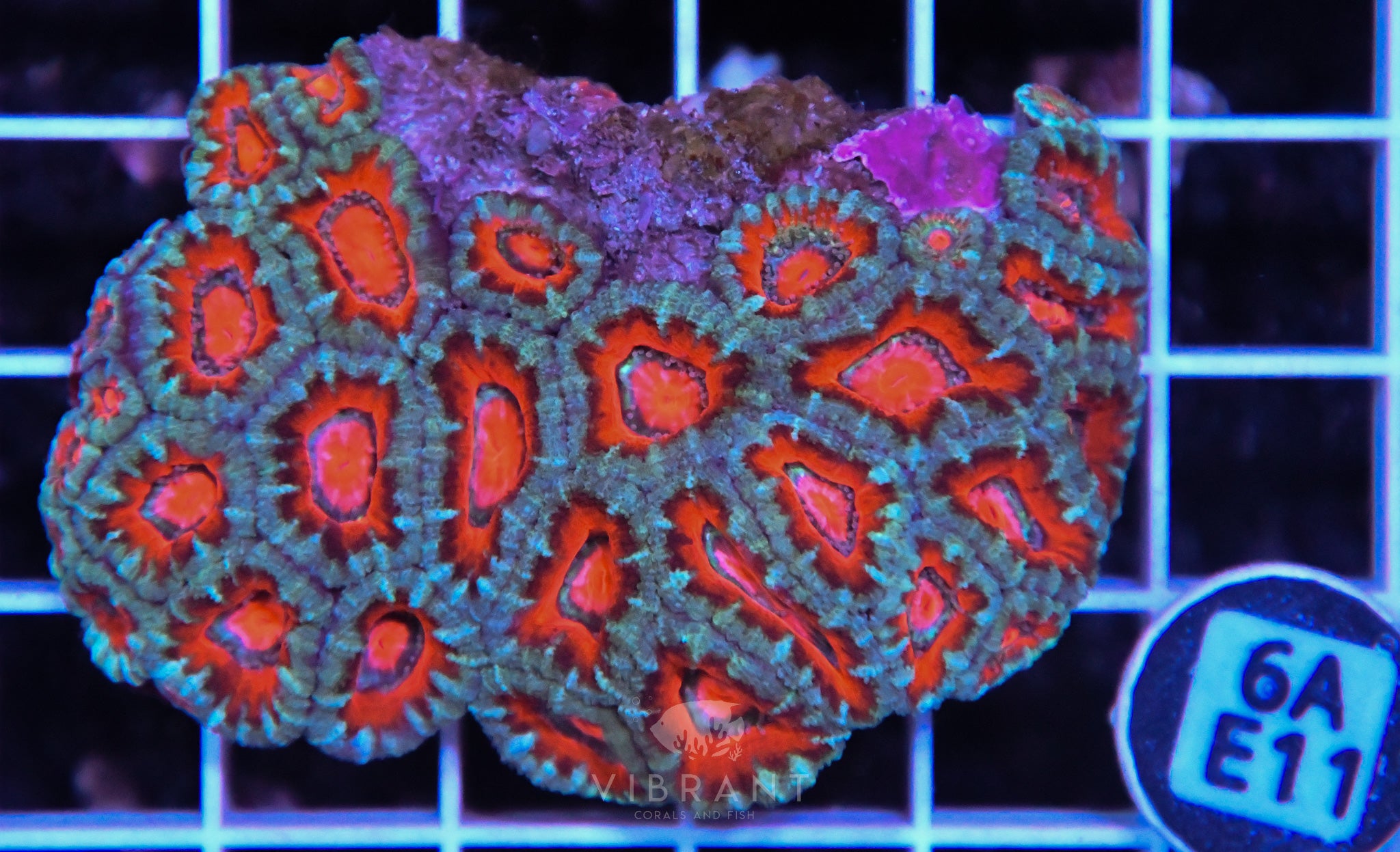 Acan Lord AUS