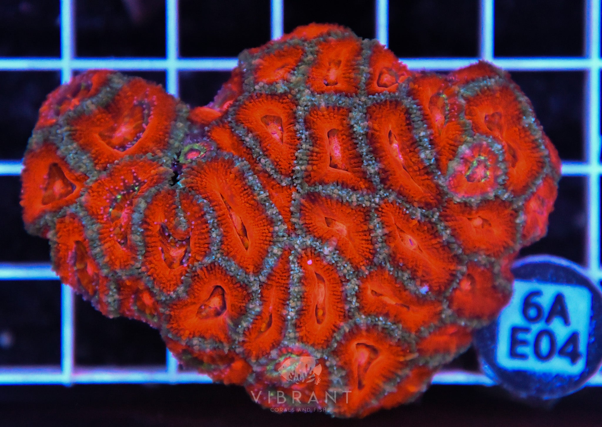 Acan Lord AUS