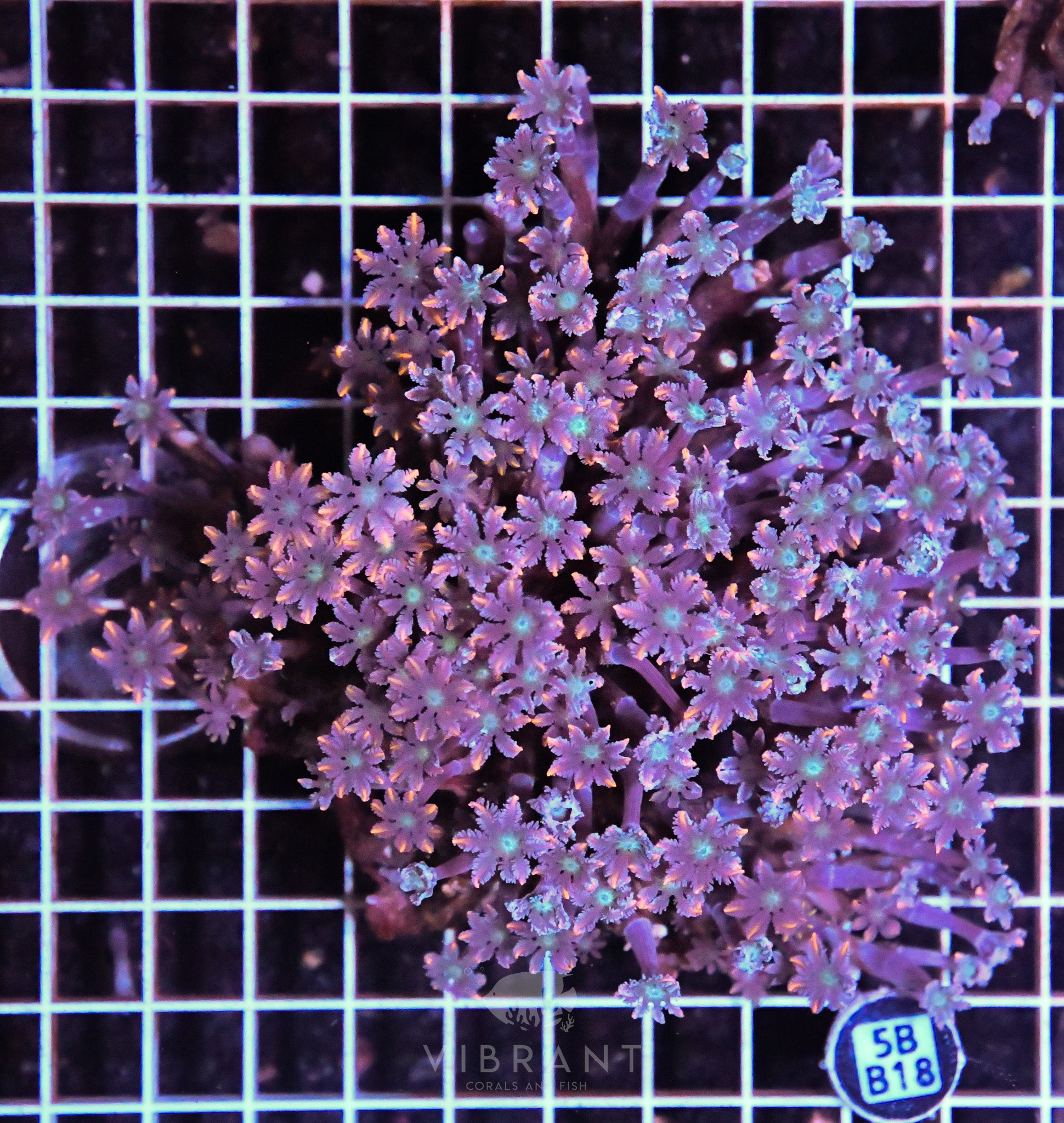 Clove Polyp INDO W