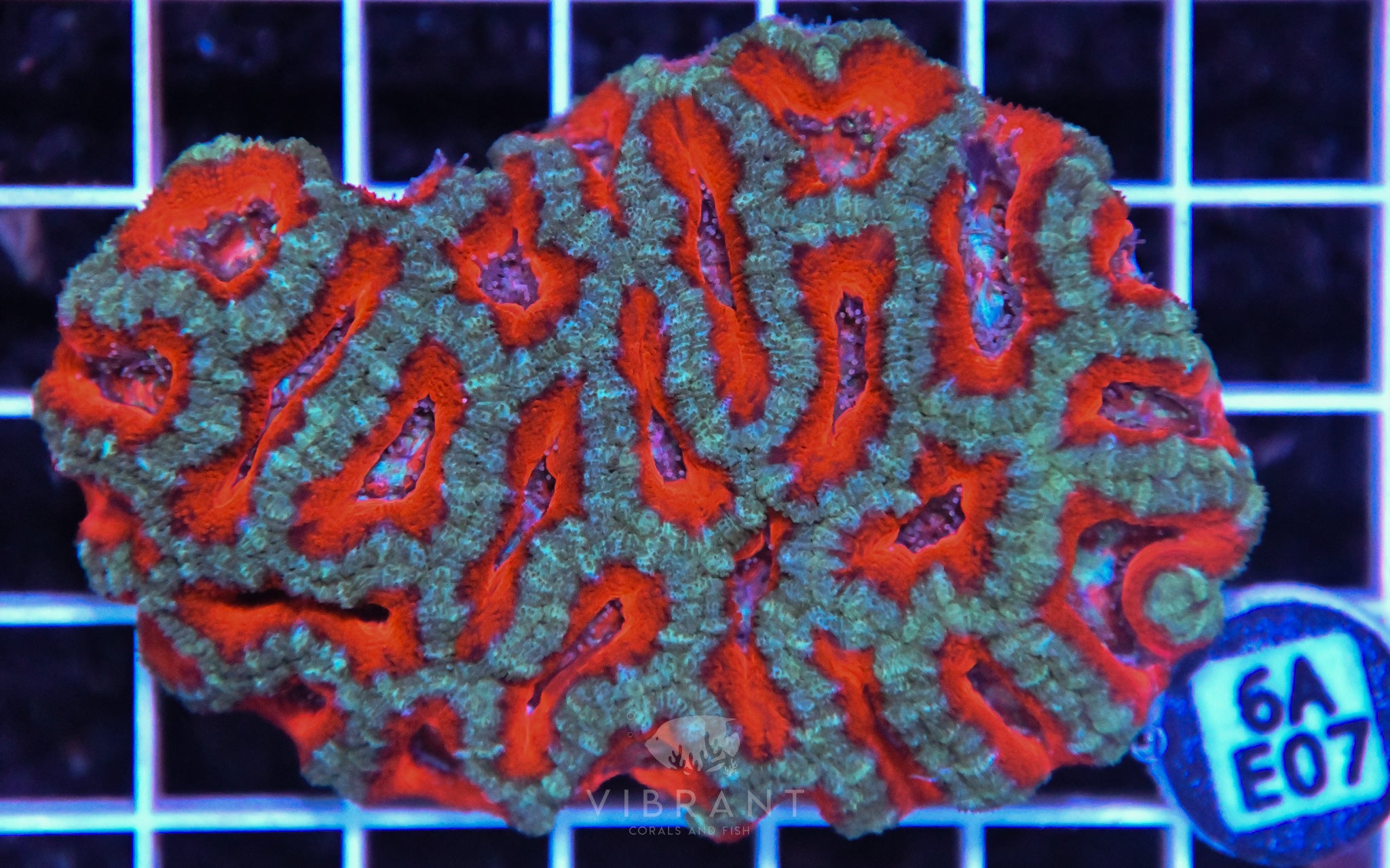 Acan Lord AUS