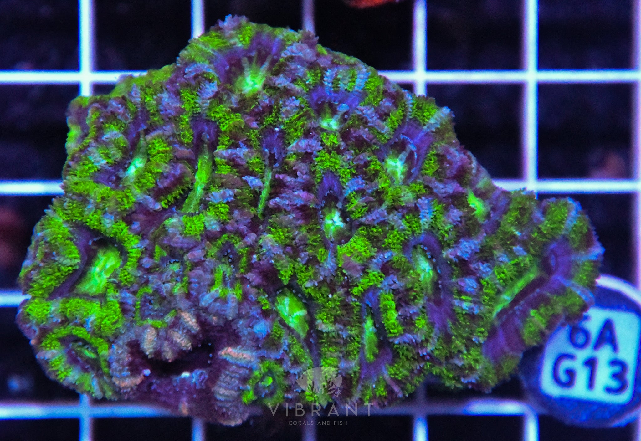 Acan Lord AUS