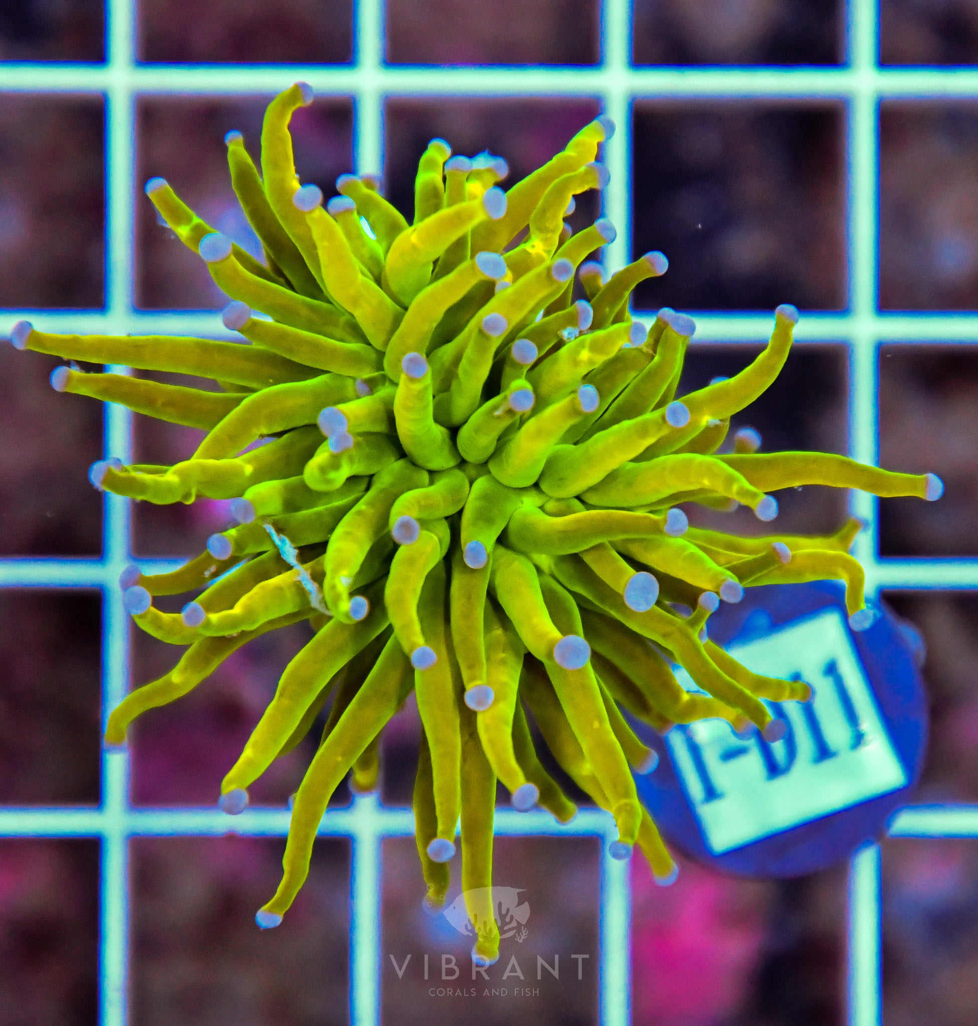 Torch Holy Grail Ultra INDO W