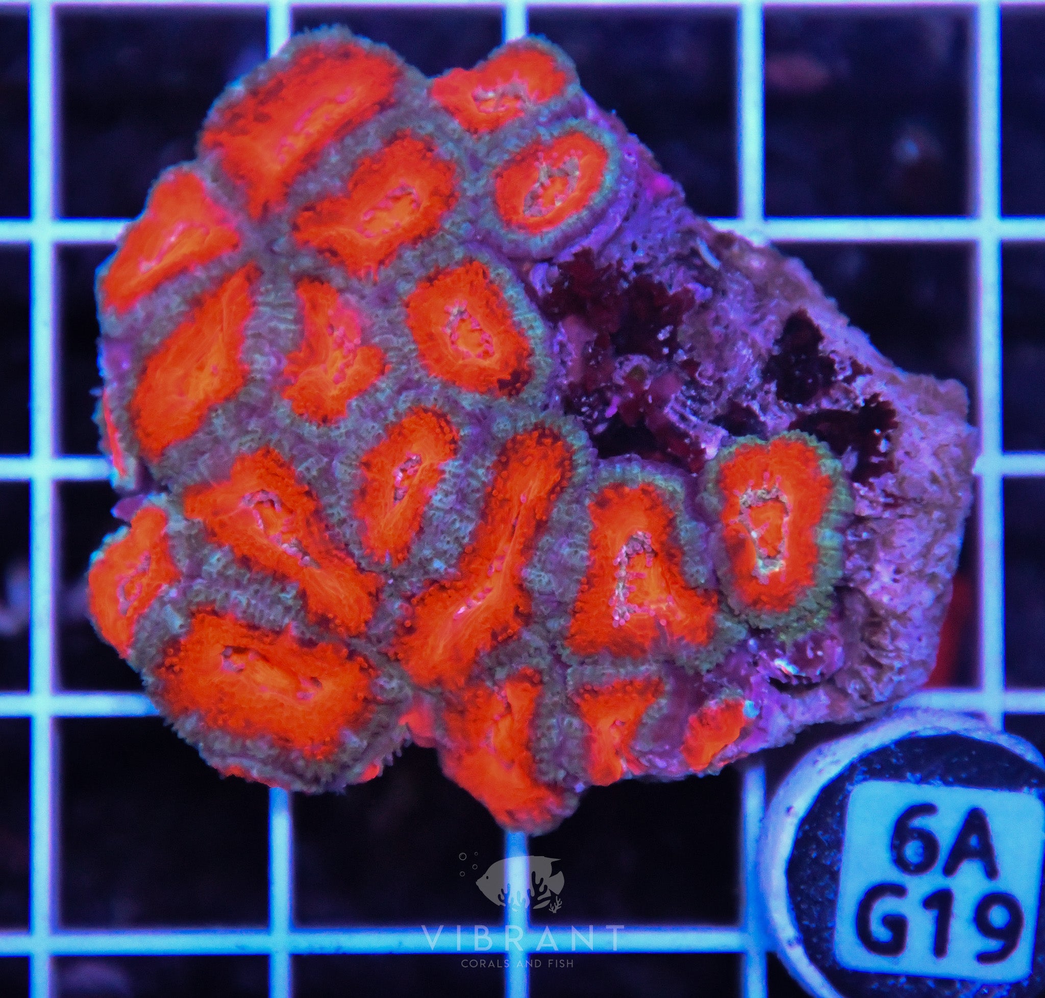 Acan Lord AUS