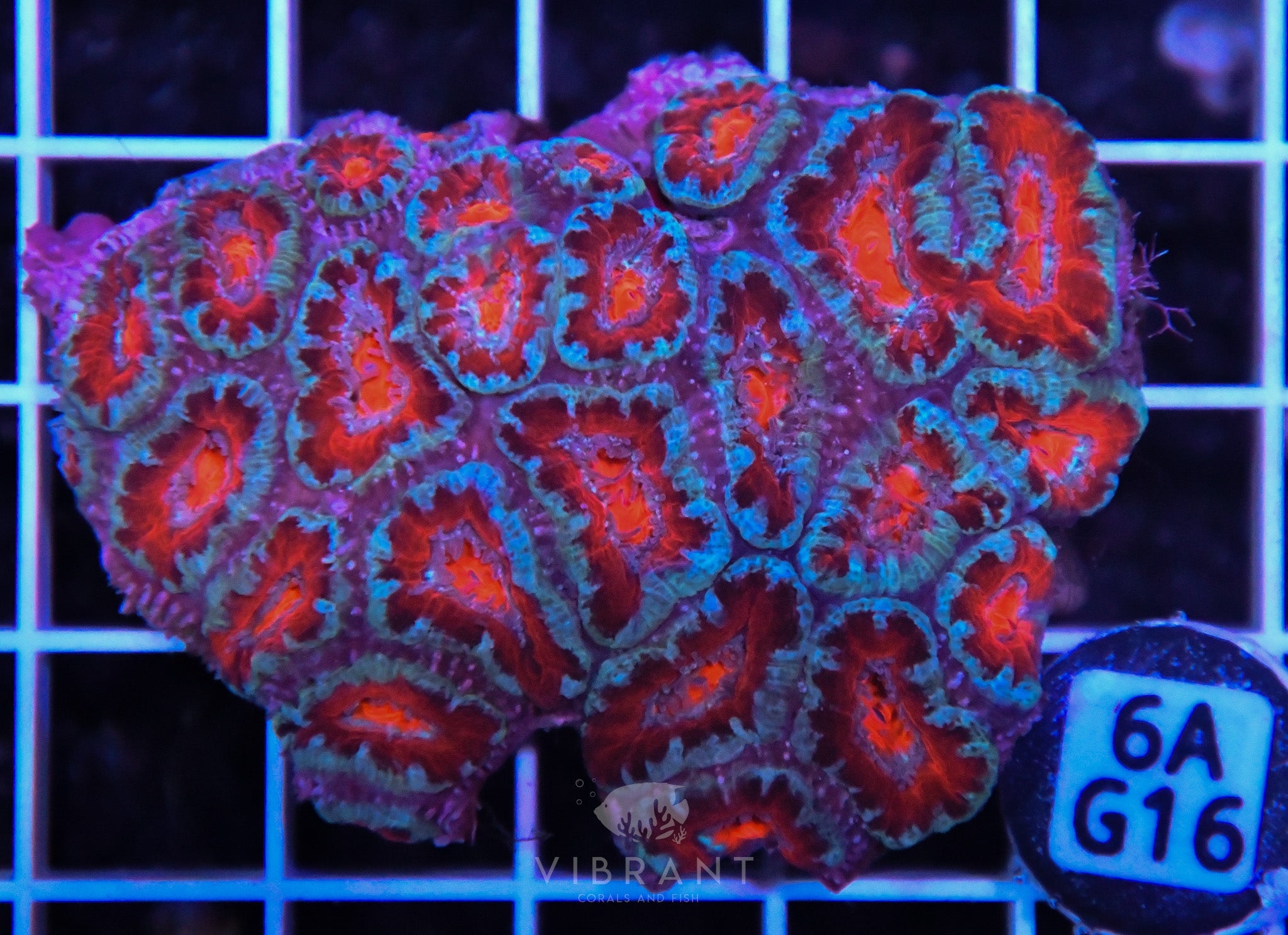 Acan Lord AUS