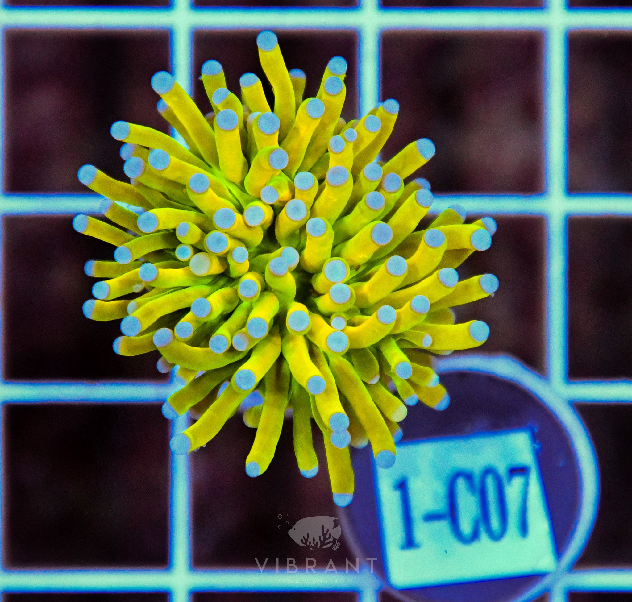 Torch Banana INDO W