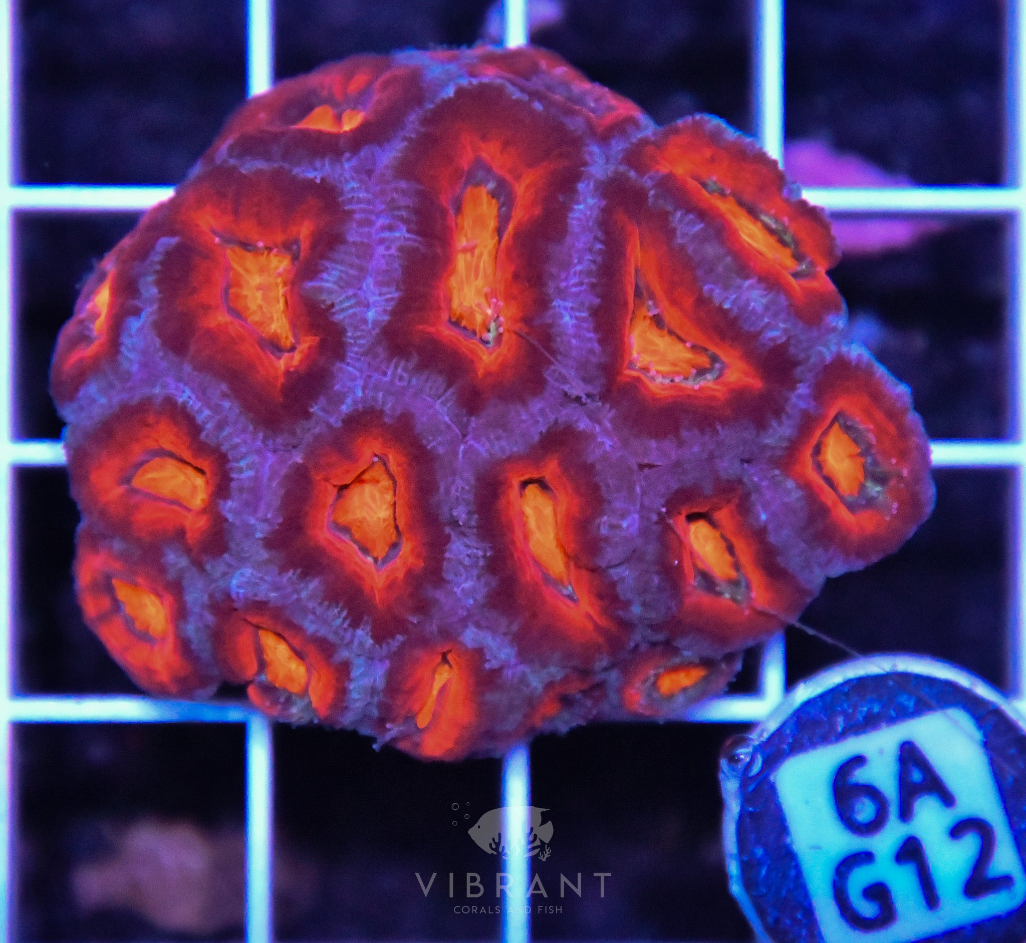 Acan Lord AUS
