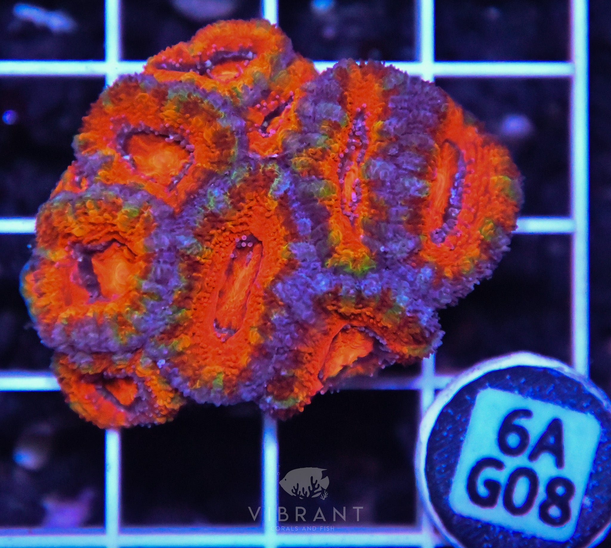 Acan Lord AUS